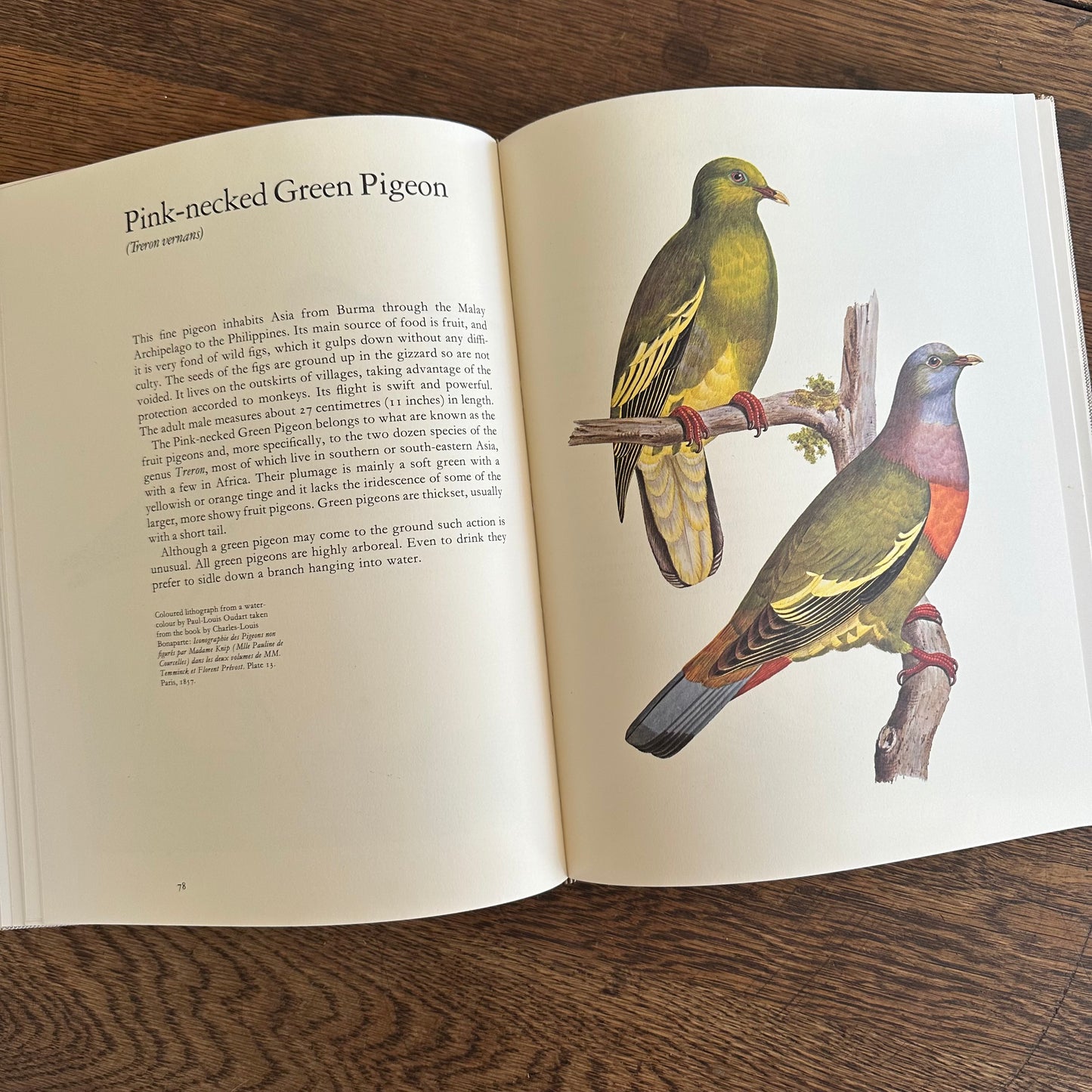 Larousse Animal Portraits - 1st US Edition - 1977