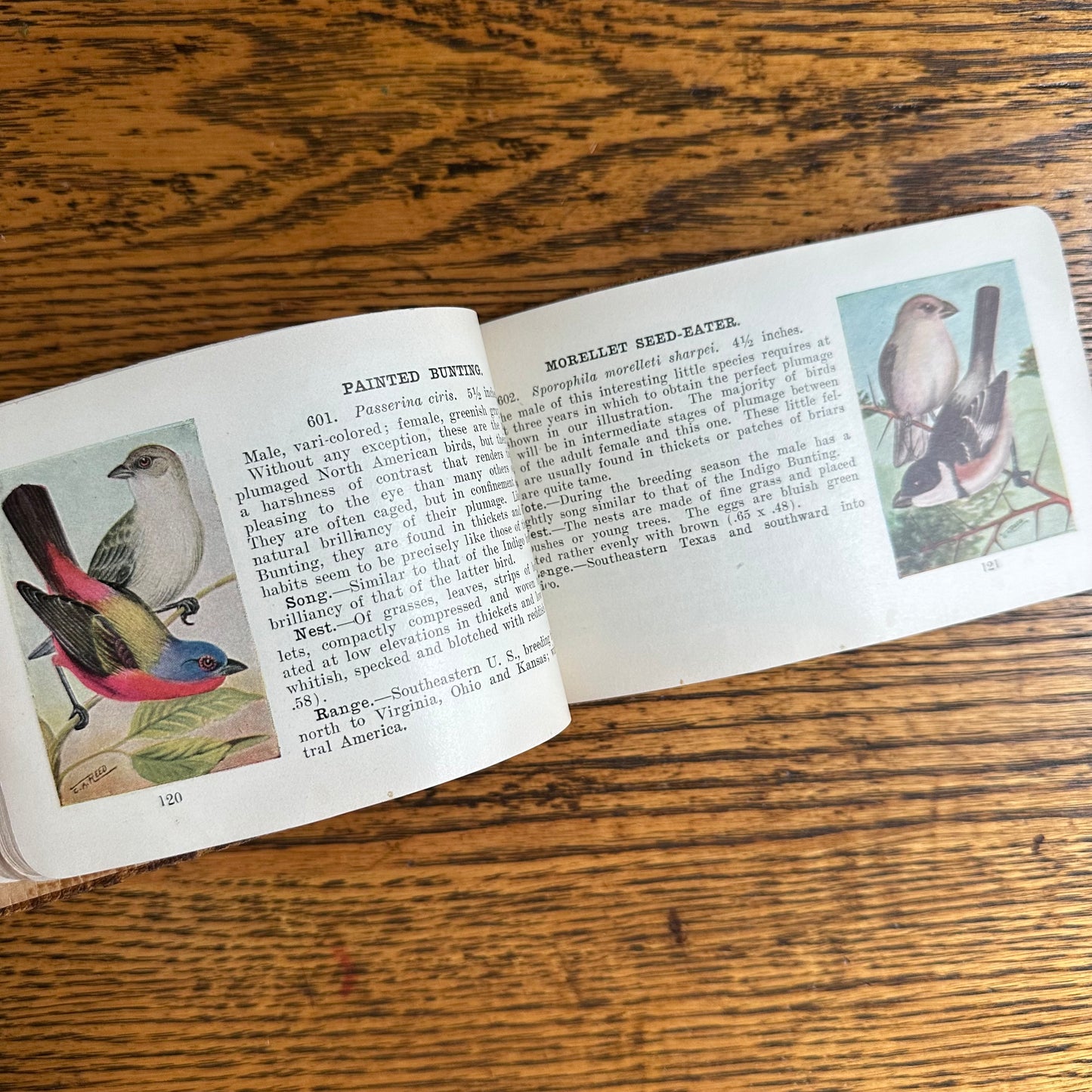 A Set of 3 Leather-Bound Pocket Nature Guides - 1916