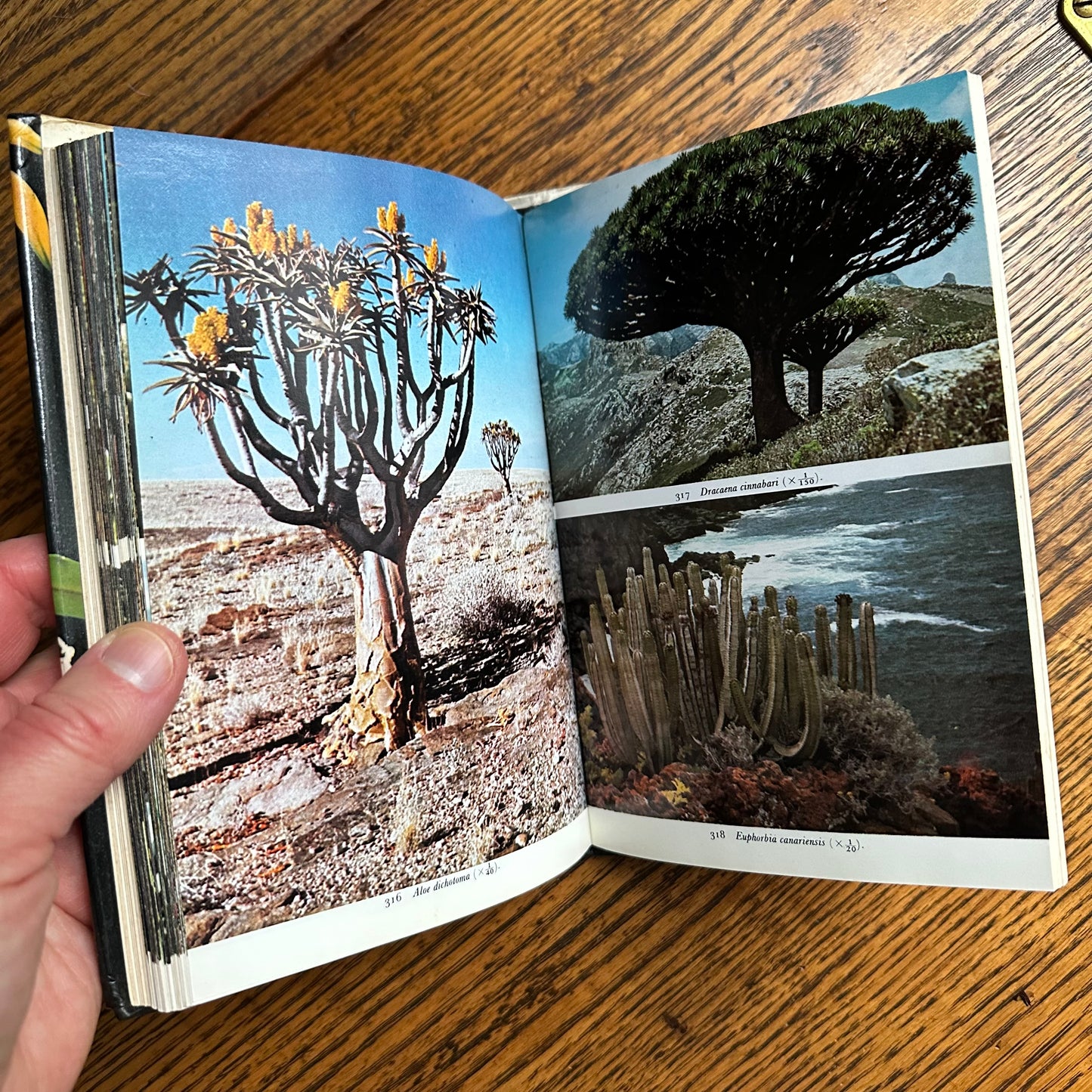 SIGNED 1978 Pocket Encyclopedia of Cacti in Color!