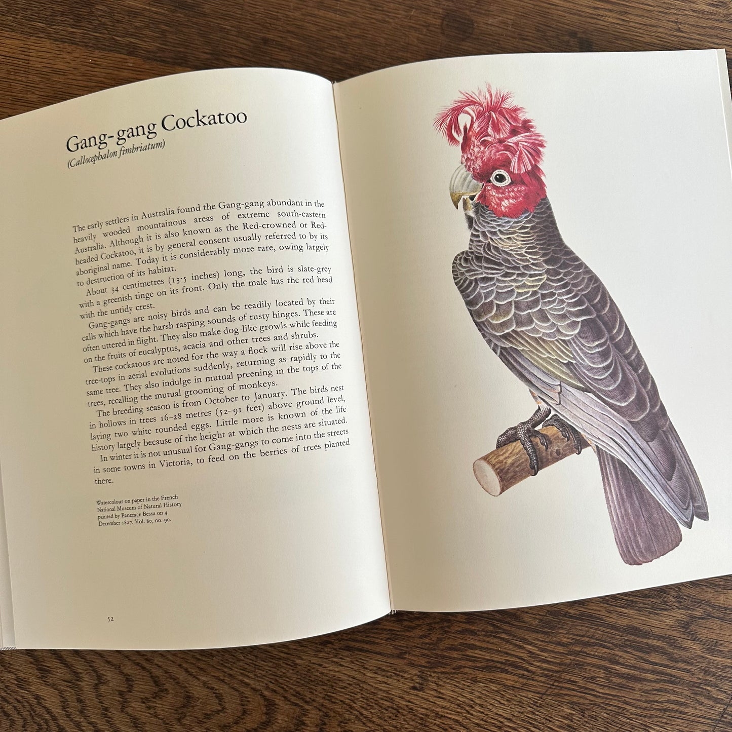 Larousse Animal Portraits - 1st US Edition - 1977