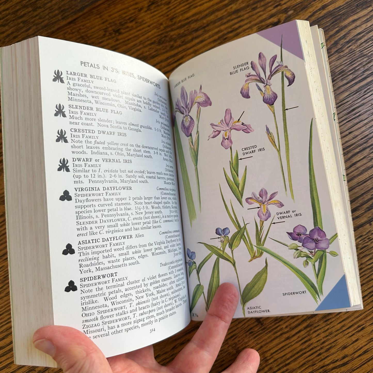 Set of 6 Vintage Peterson Field Guides | Softcover 1970s–80s Nature Books | Birds, Ferns, Wildflowers, Shells, Stars, Rocks