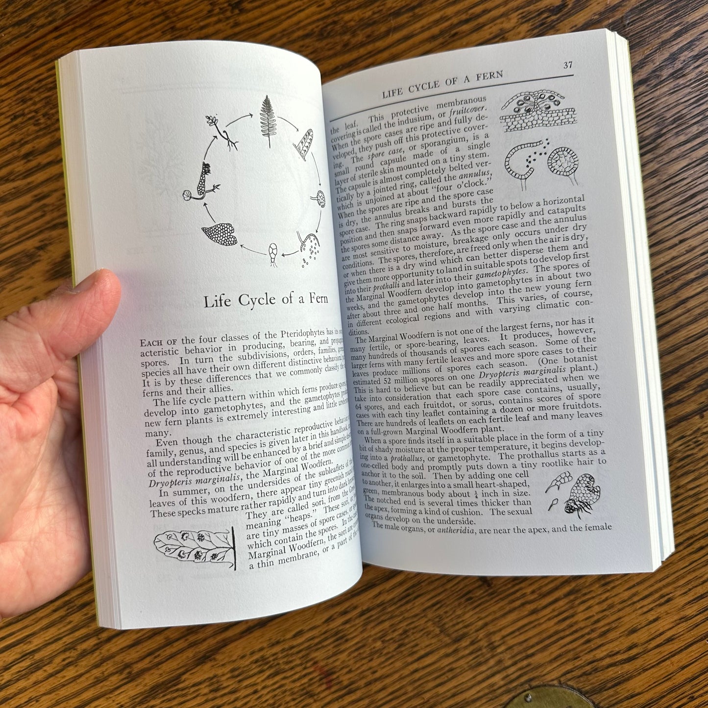 Set of 6 Vintage Peterson Field Guides | Softcover 1970s–80s Nature Books | Birds, Ferns, Wildflowers, Shells, Stars, Rocks