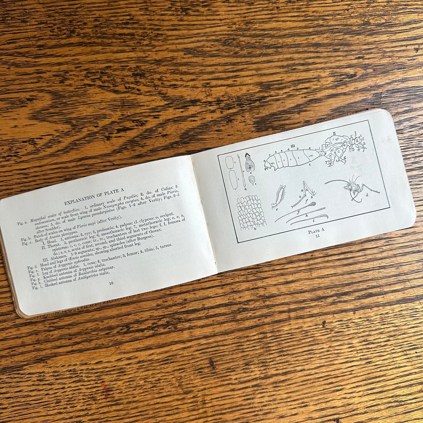 A Set of 3 Leather-Bound Pocket Nature Guides - 1916