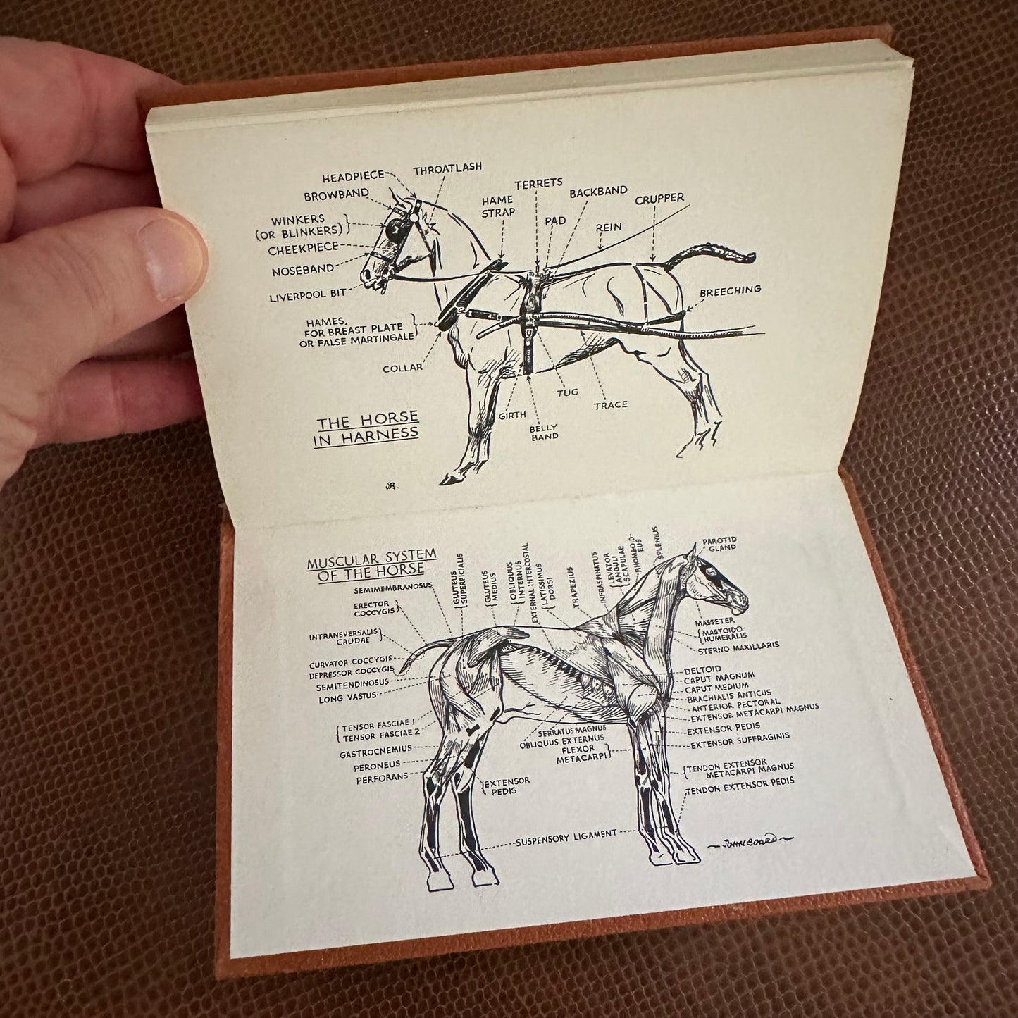 Three Little Observer’s Books!