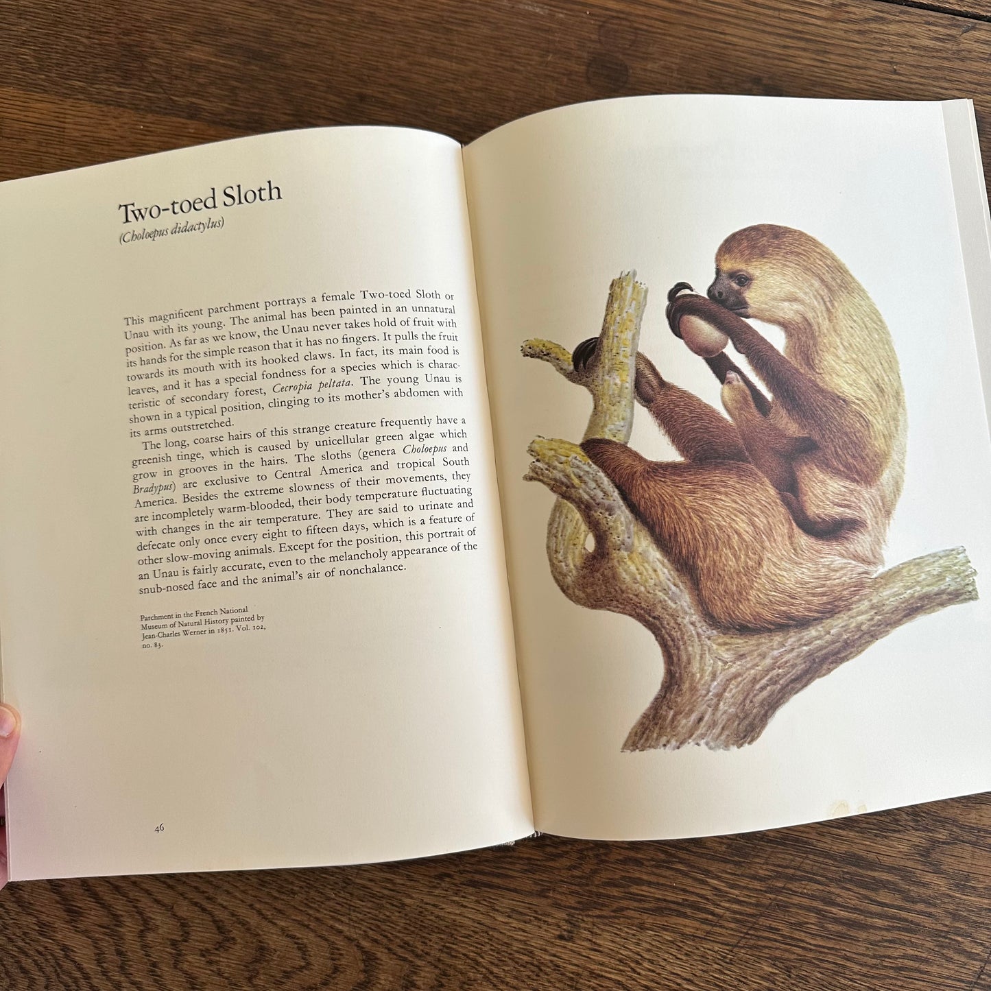 Larousse Animal Portraits - 1st US Edition - 1977