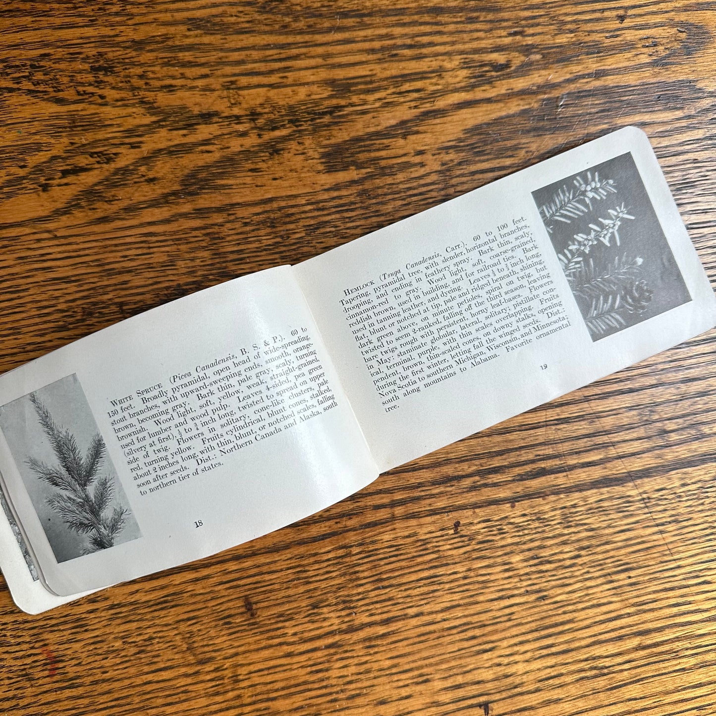 A Set of 3 Leather-Bound Pocket Nature Guides - 1916