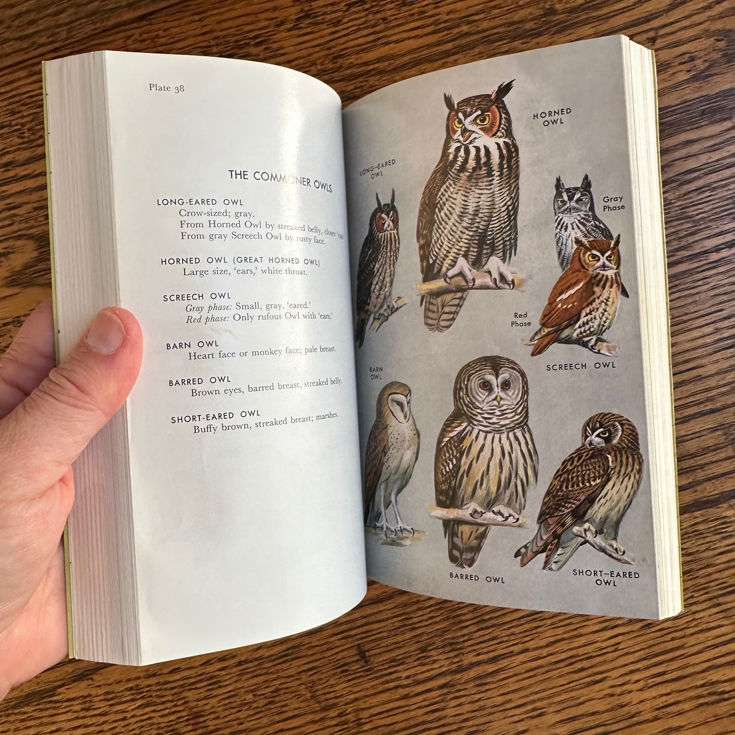 Set of 6 Vintage Peterson Field Guides | Softcover 1970s–80s Nature Books | Birds, Ferns, Wildflowers, Shells, Stars, Rocks