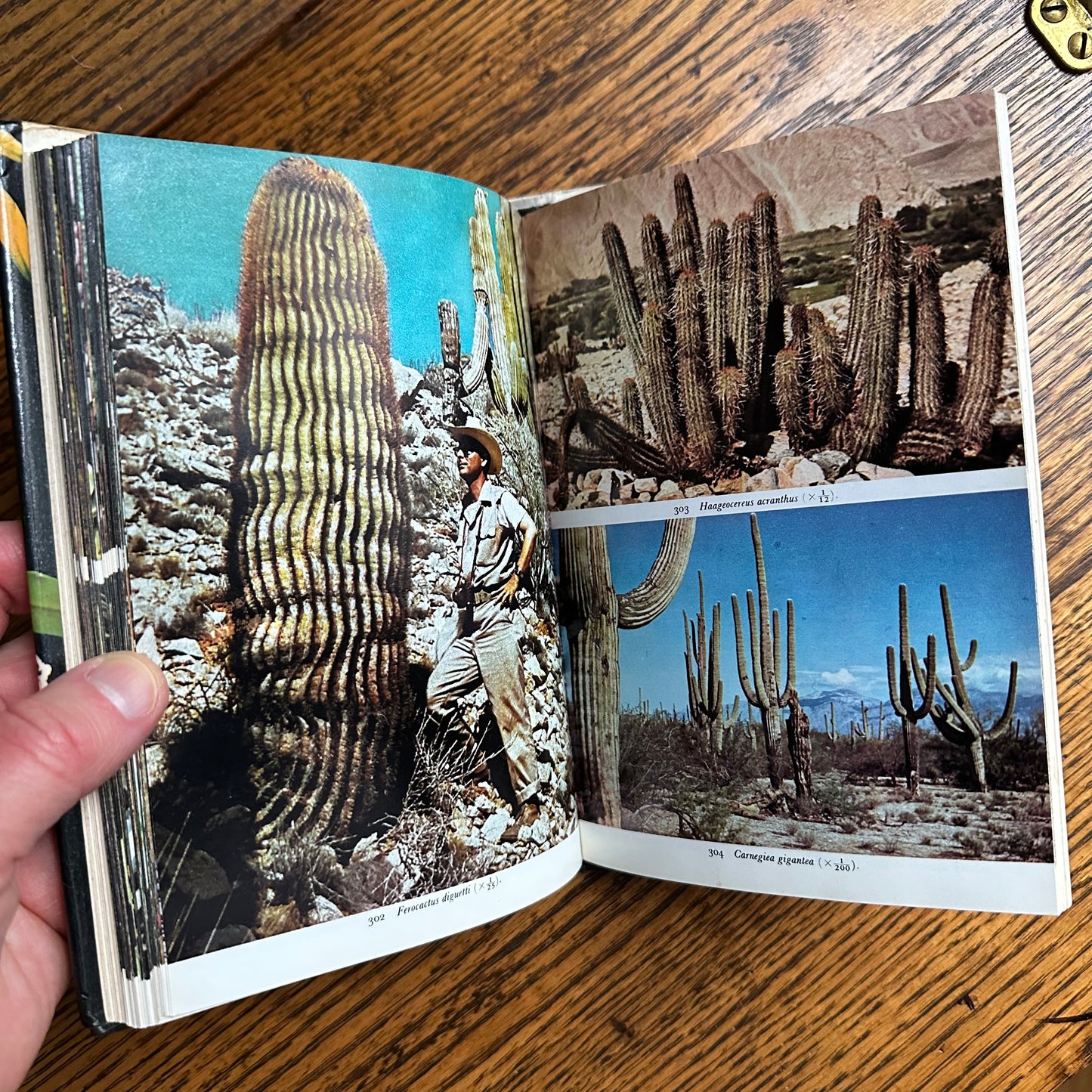 SIGNED 1978 Pocket Encyclopedia of Cacti in Color!