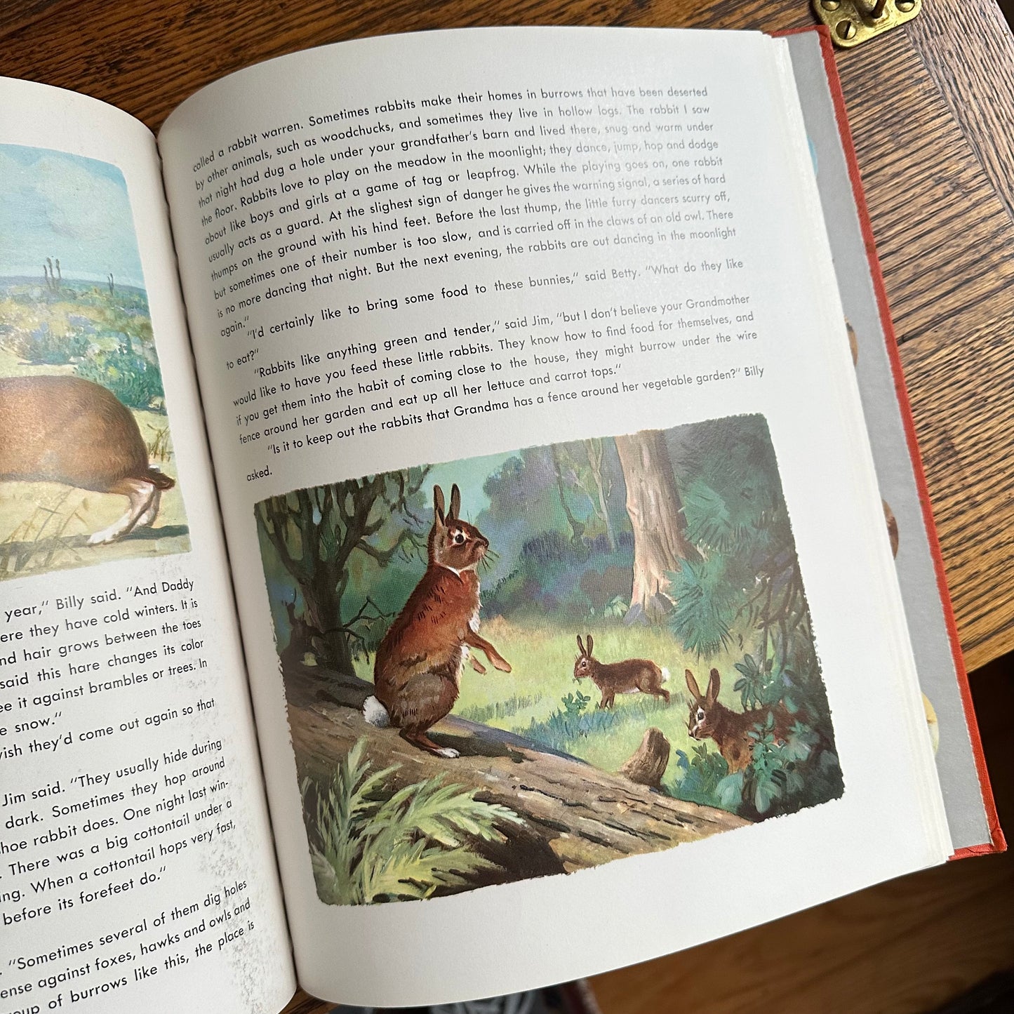 Animal Story Book - 1954