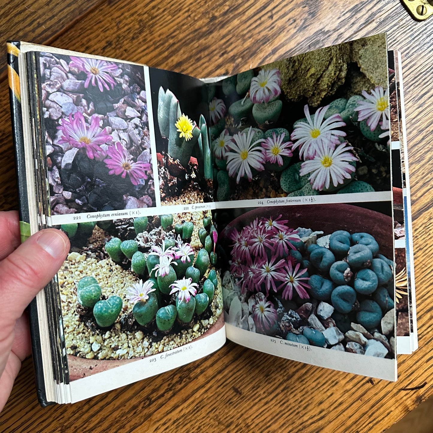 SIGNED 1978 Pocket Encyclopedia of Cacti in Color!