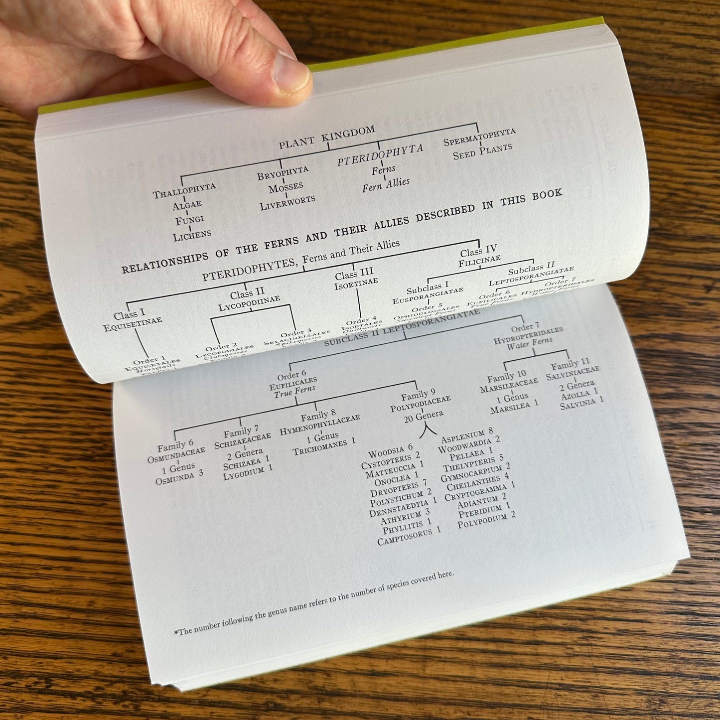 Set of 6 Vintage Peterson Field Guides | Softcover 1970s–80s Nature Books | Birds, Ferns, Wildflowers, Shells, Stars, Rocks