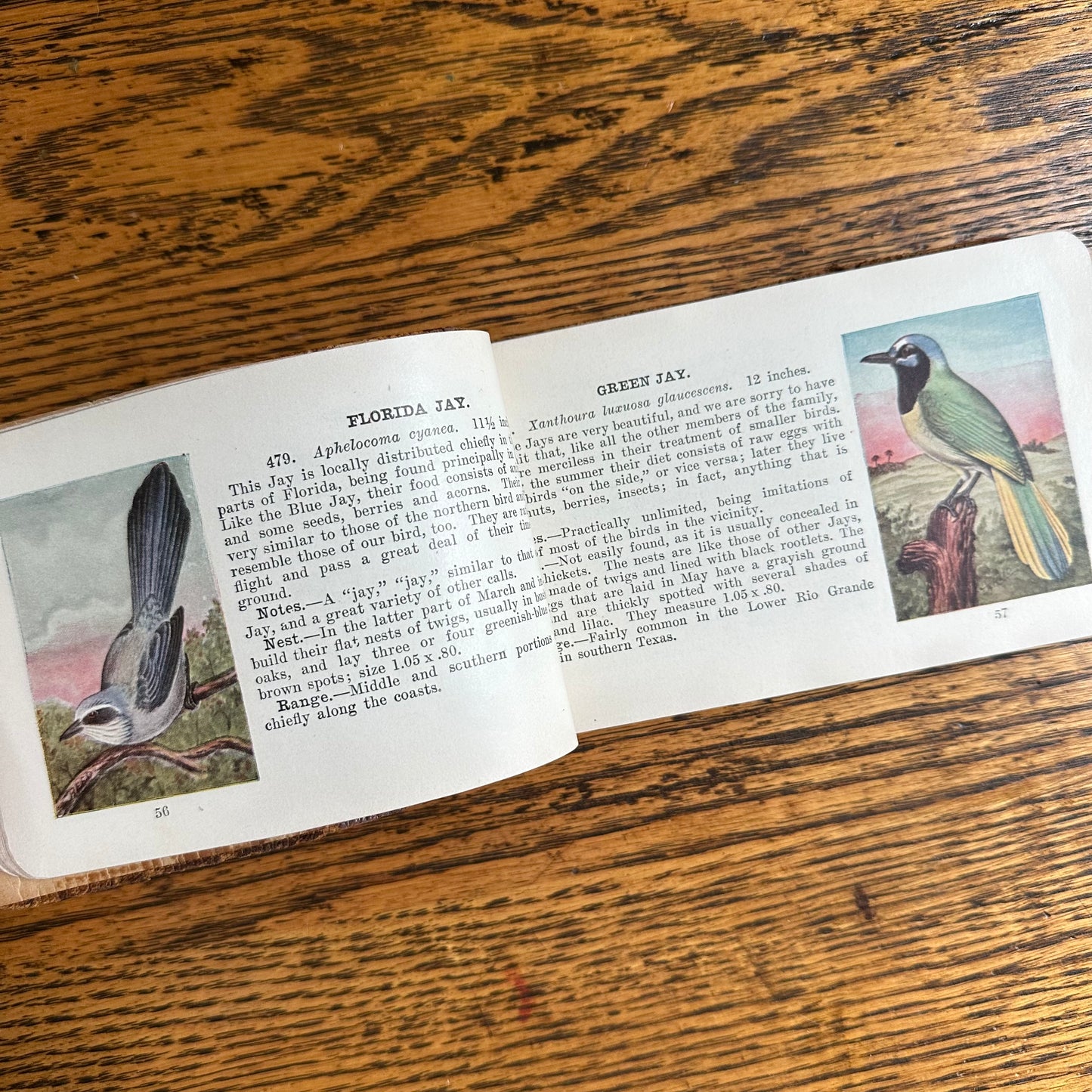 A Set of 3 Leather-Bound Pocket Nature Guides - 1916