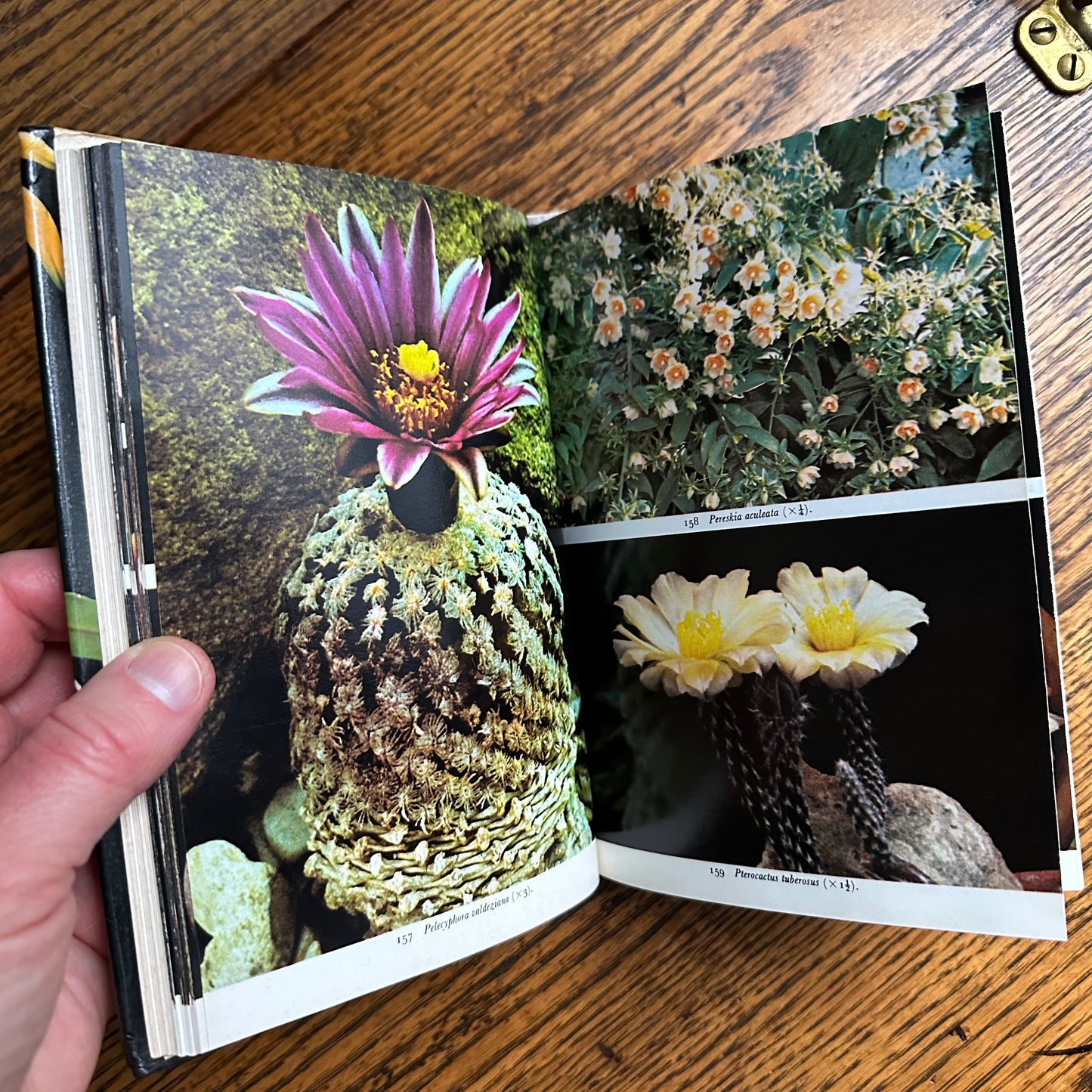 SIGNED 1978 Pocket Encyclopedia of Cacti in Color!