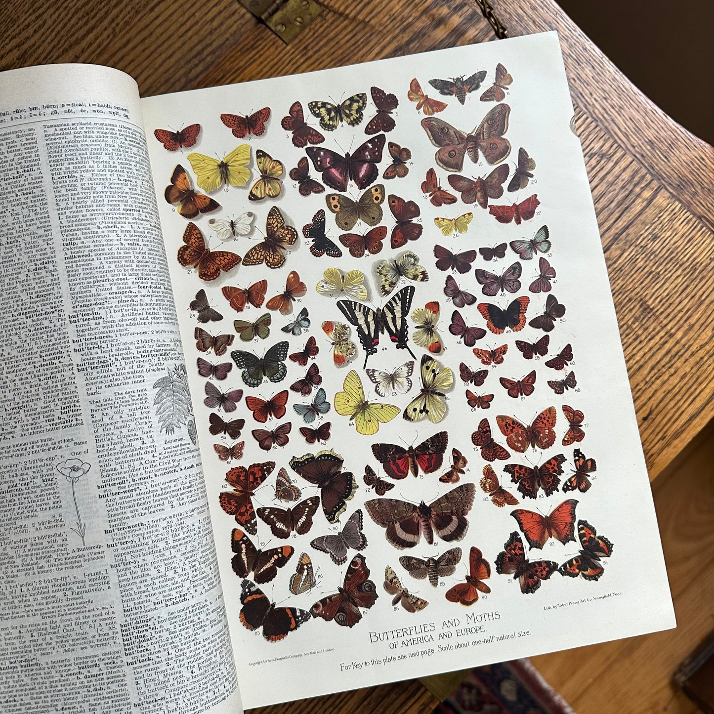 Funk & Wagnalls New Standard Dictionary - 1913