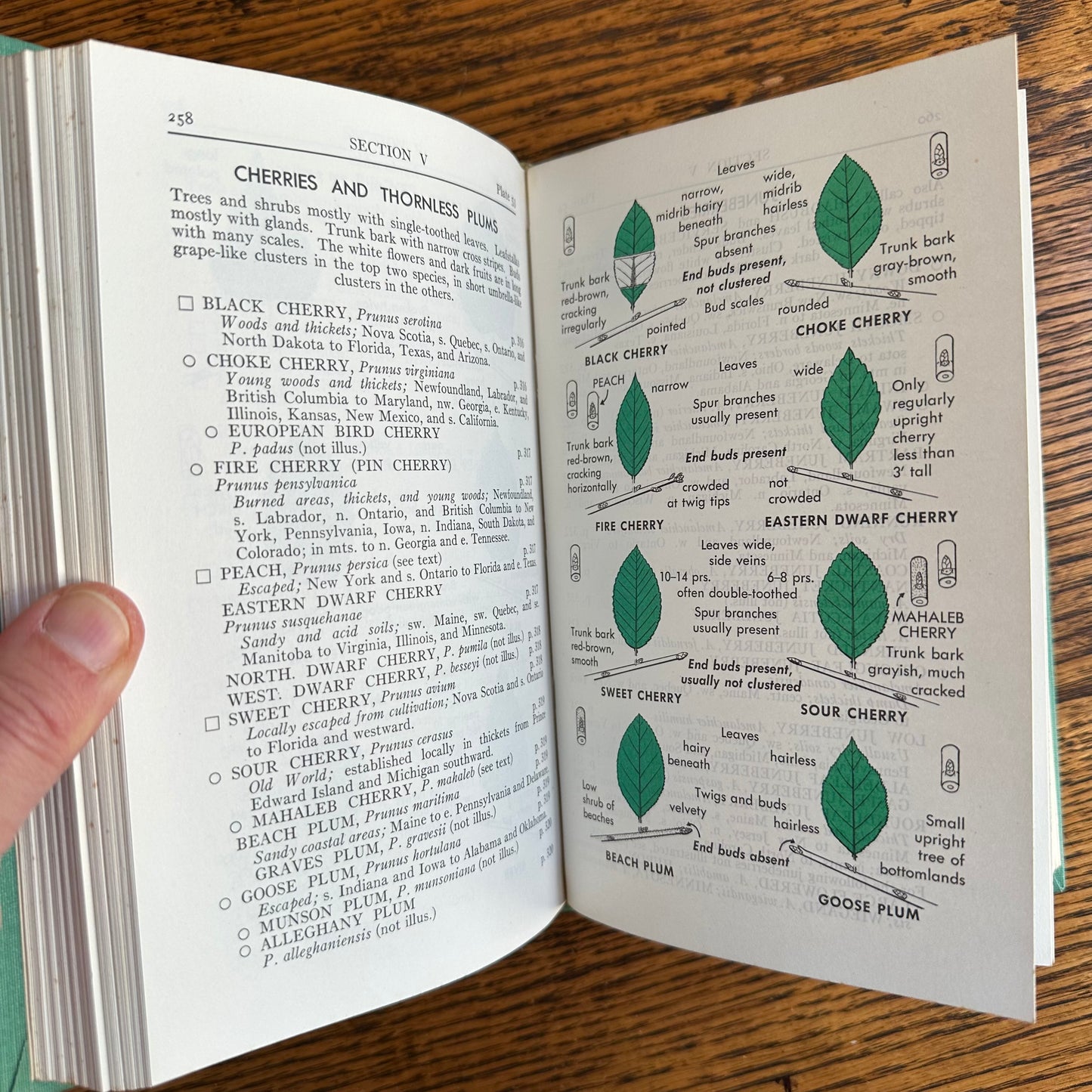 A Collection of 13 Vintage Peterson Field Guides!