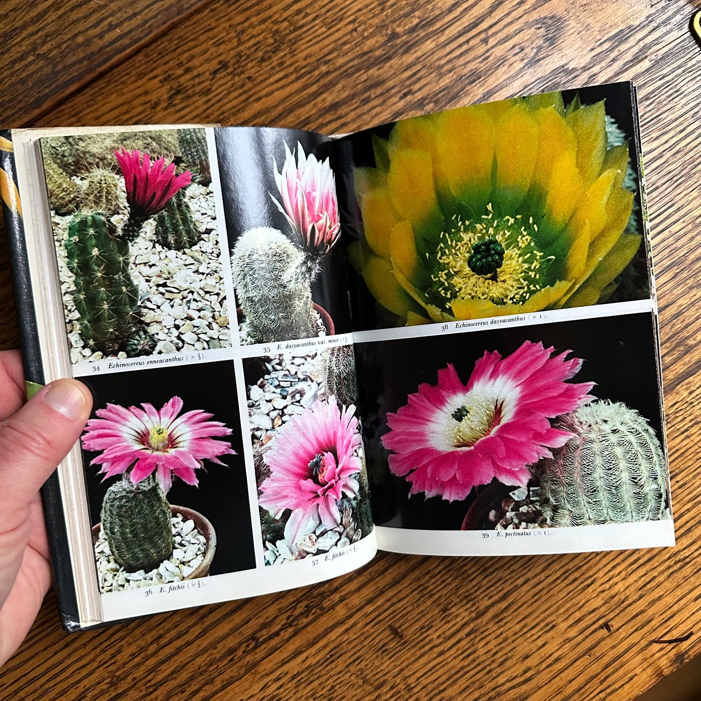 SIGNED 1978 Pocket Encyclopedia of Cacti in Color!