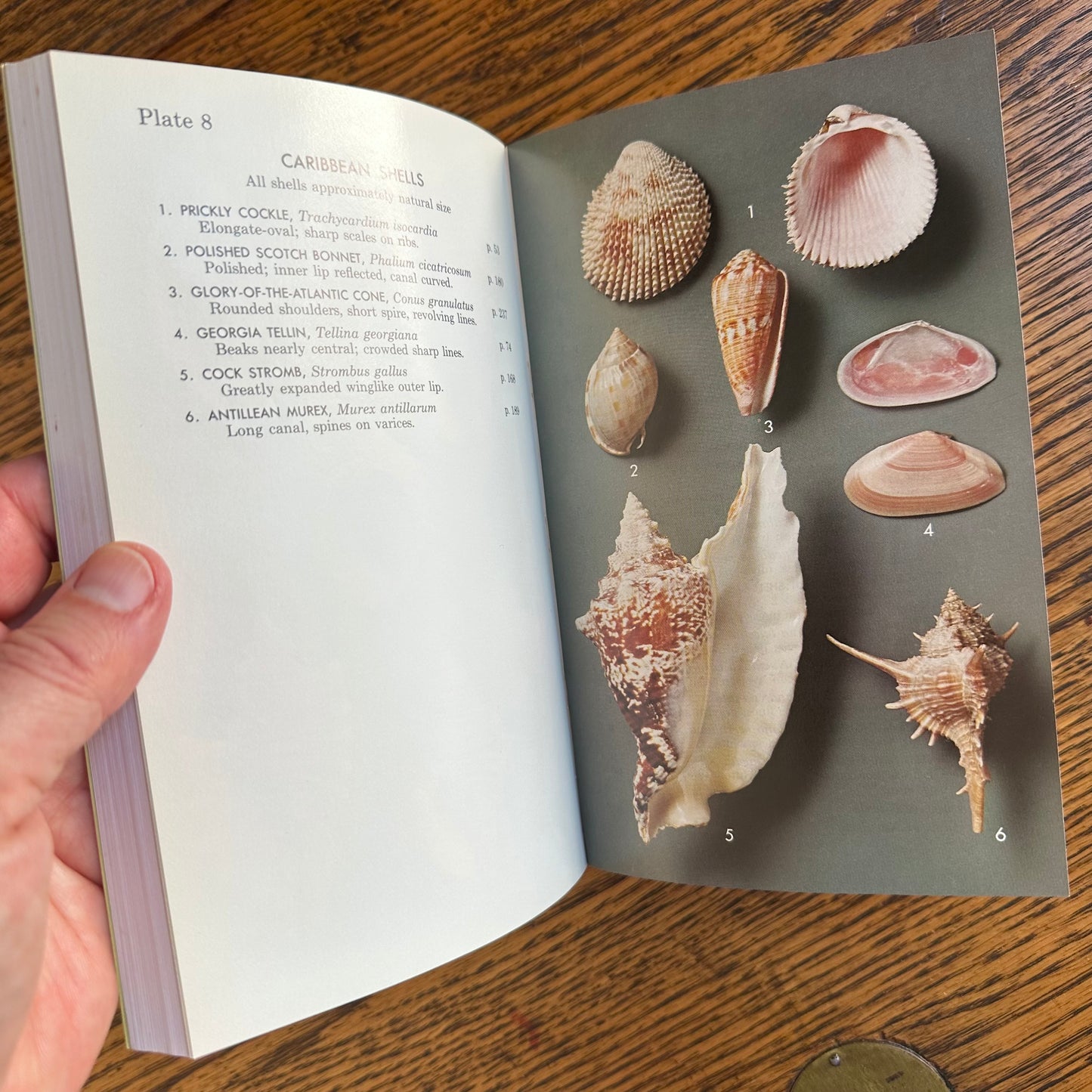 Set of 6 Vintage Peterson Field Guides | Softcover 1970s–80s Nature Books | Birds, Ferns, Wildflowers, Shells, Stars, Rocks