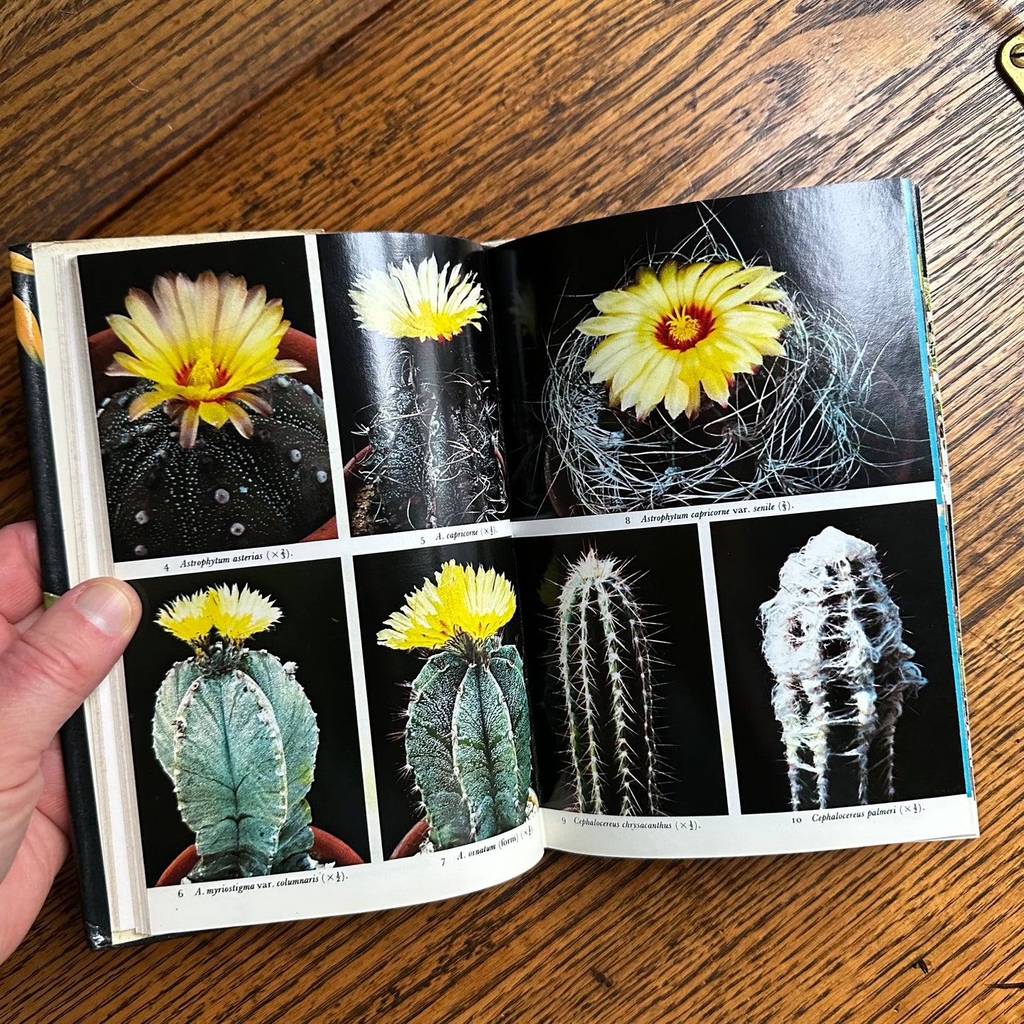 SIGNED 1978 Pocket Encyclopedia of Cacti in Color!