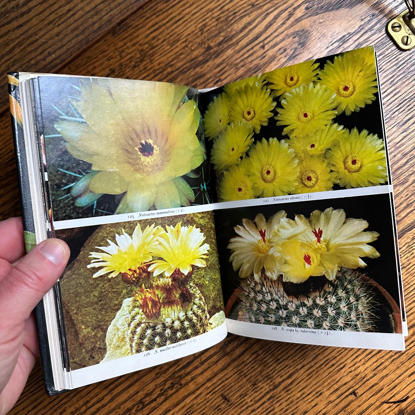 SIGNED 1978 Pocket Encyclopedia of Cacti in Color!