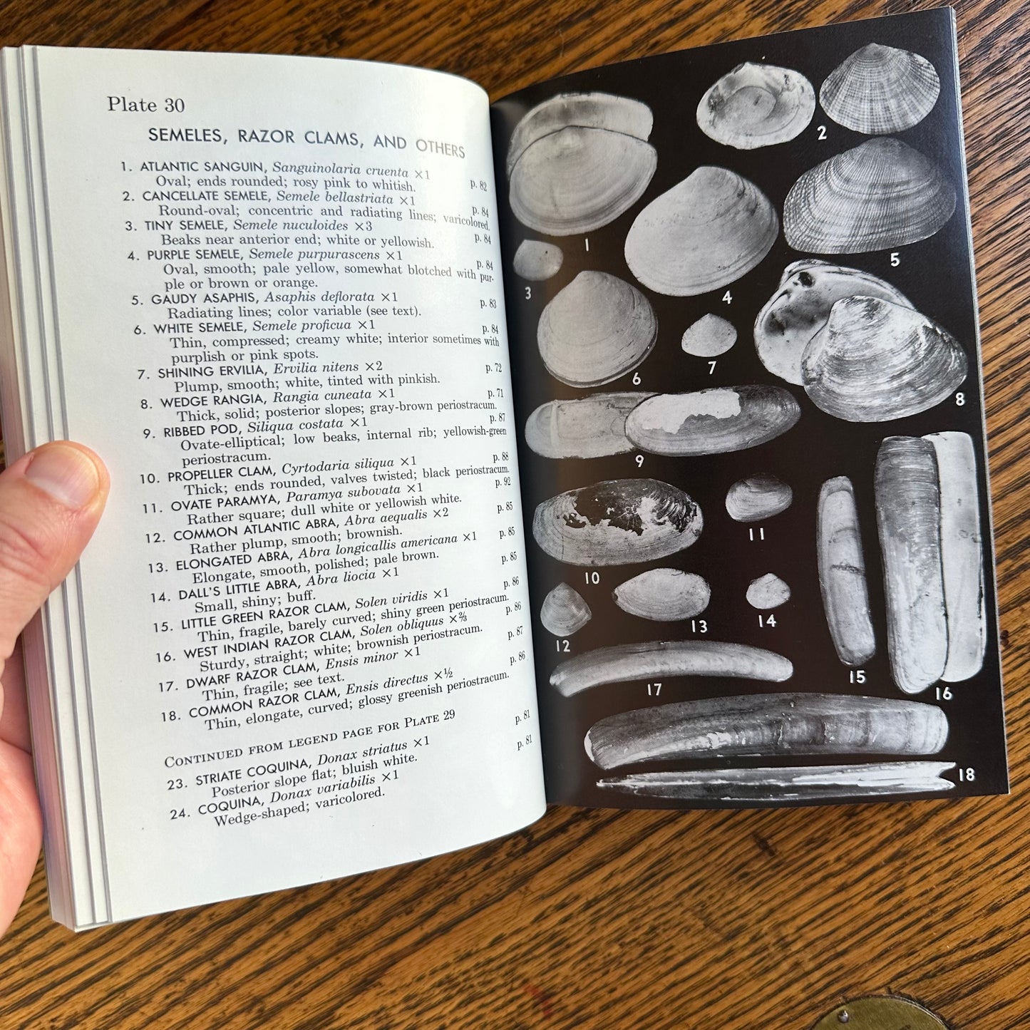 Set of 6 Vintage Peterson Field Guides | Softcover 1970s–80s Nature Books | Birds, Ferns, Wildflowers, Shells, Stars, Rocks