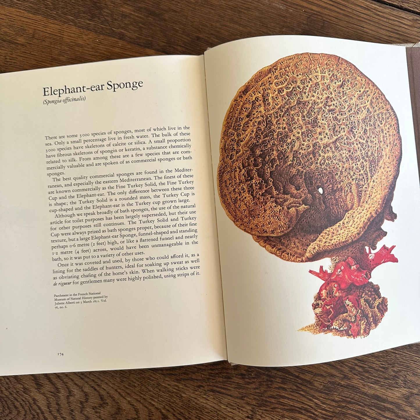 Larousse Animal Portraits - 1st US Edition - 1977