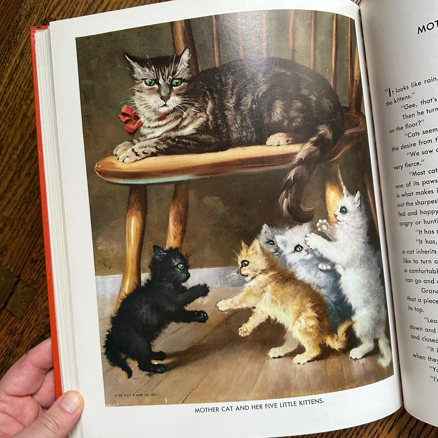 Animal Story Book - 1954