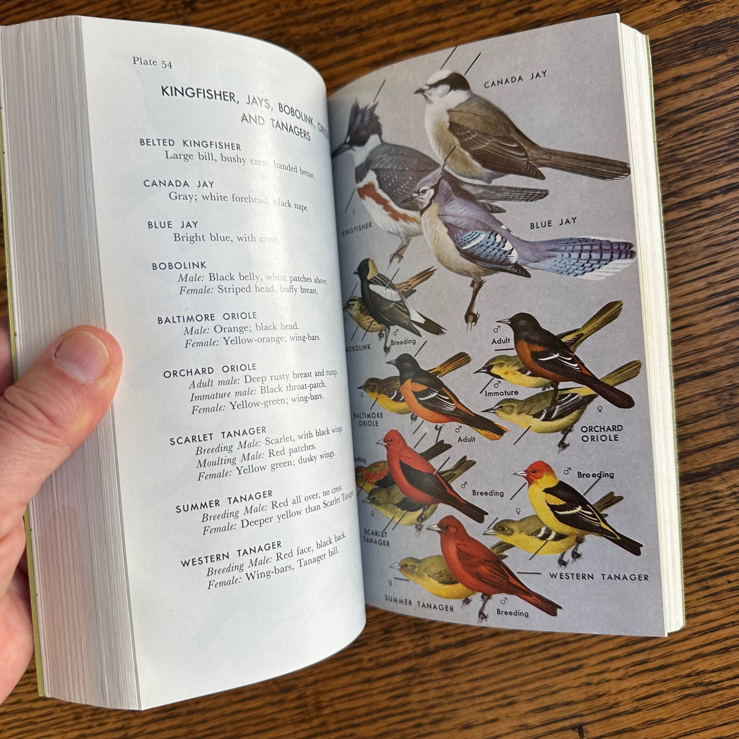 Set of 6 Vintage Peterson Field Guides | Softcover 1970s–80s Nature Books | Birds, Ferns, Wildflowers, Shells, Stars, Rocks