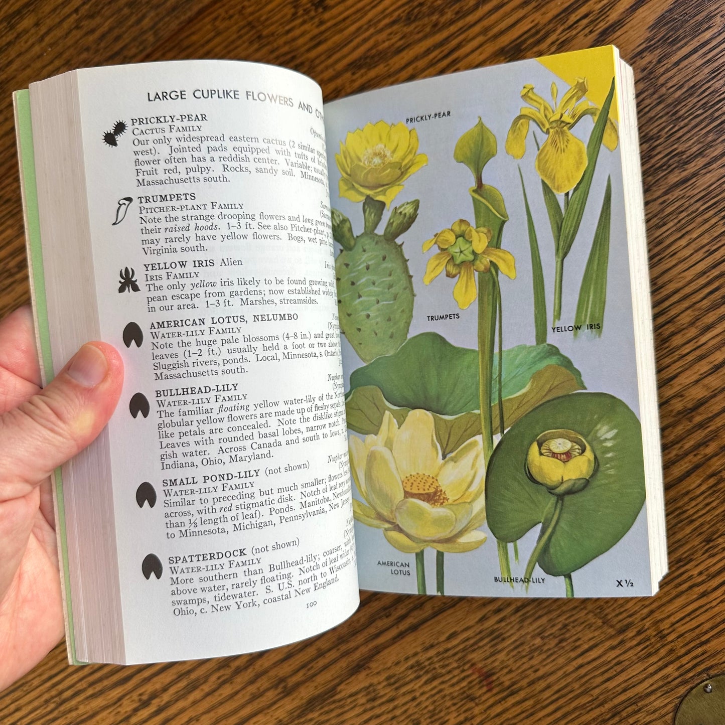 Set of 6 Vintage Peterson Field Guides | Softcover 1970s–80s Nature Books | Birds, Ferns, Wildflowers, Shells, Stars, Rocks