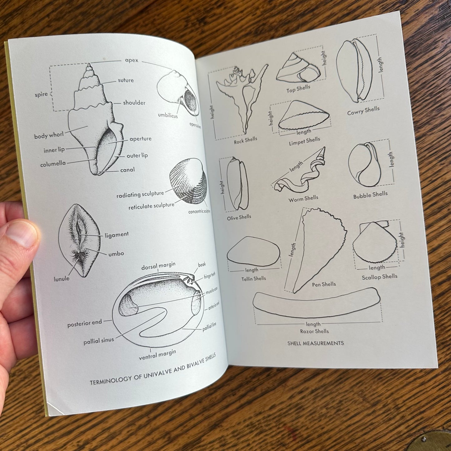 Set of 6 Vintage Peterson Field Guides | Softcover 1970s–80s Nature Books | Birds, Ferns, Wildflowers, Shells, Stars, Rocks