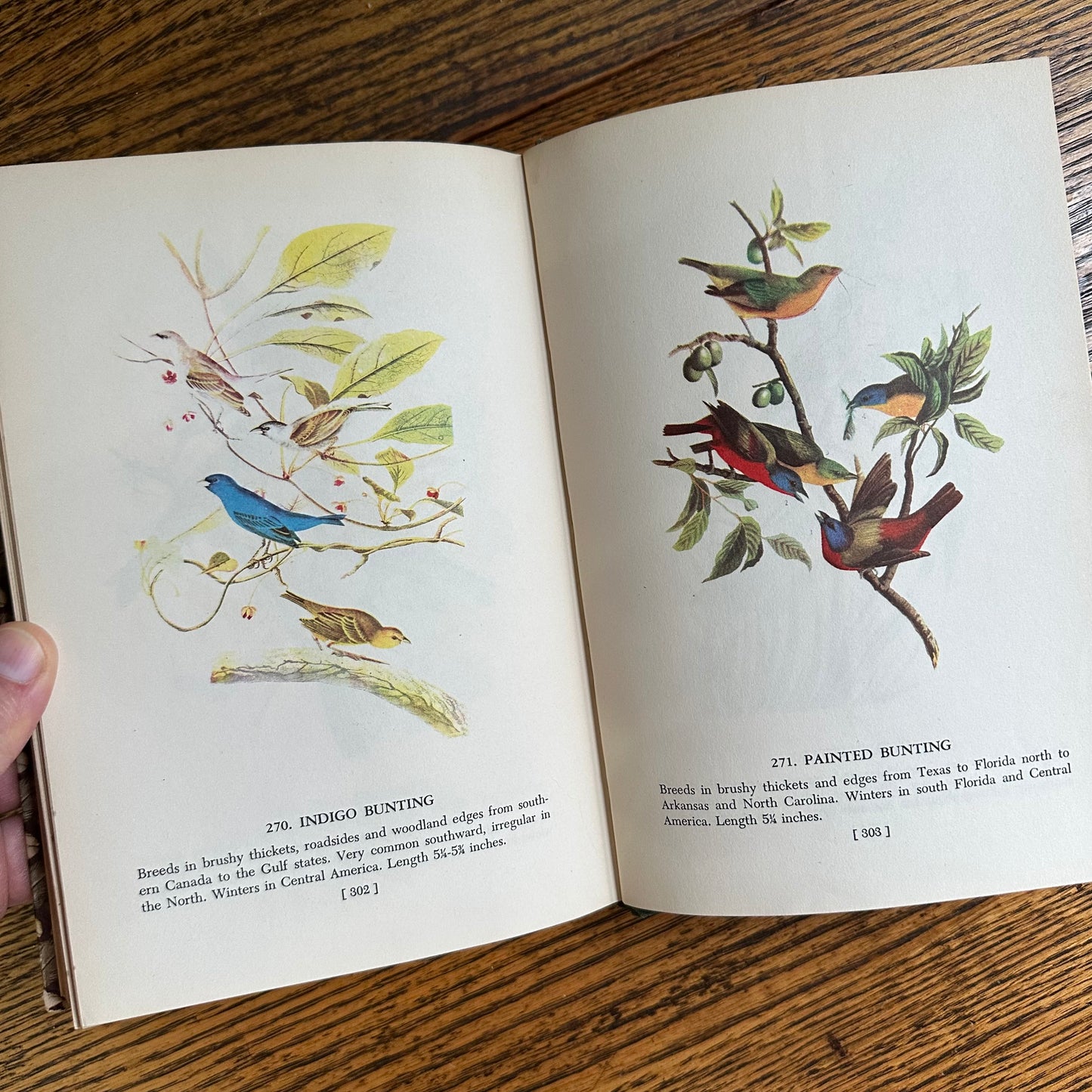 Audubon’s Birds of America - 1950 Popular Edition