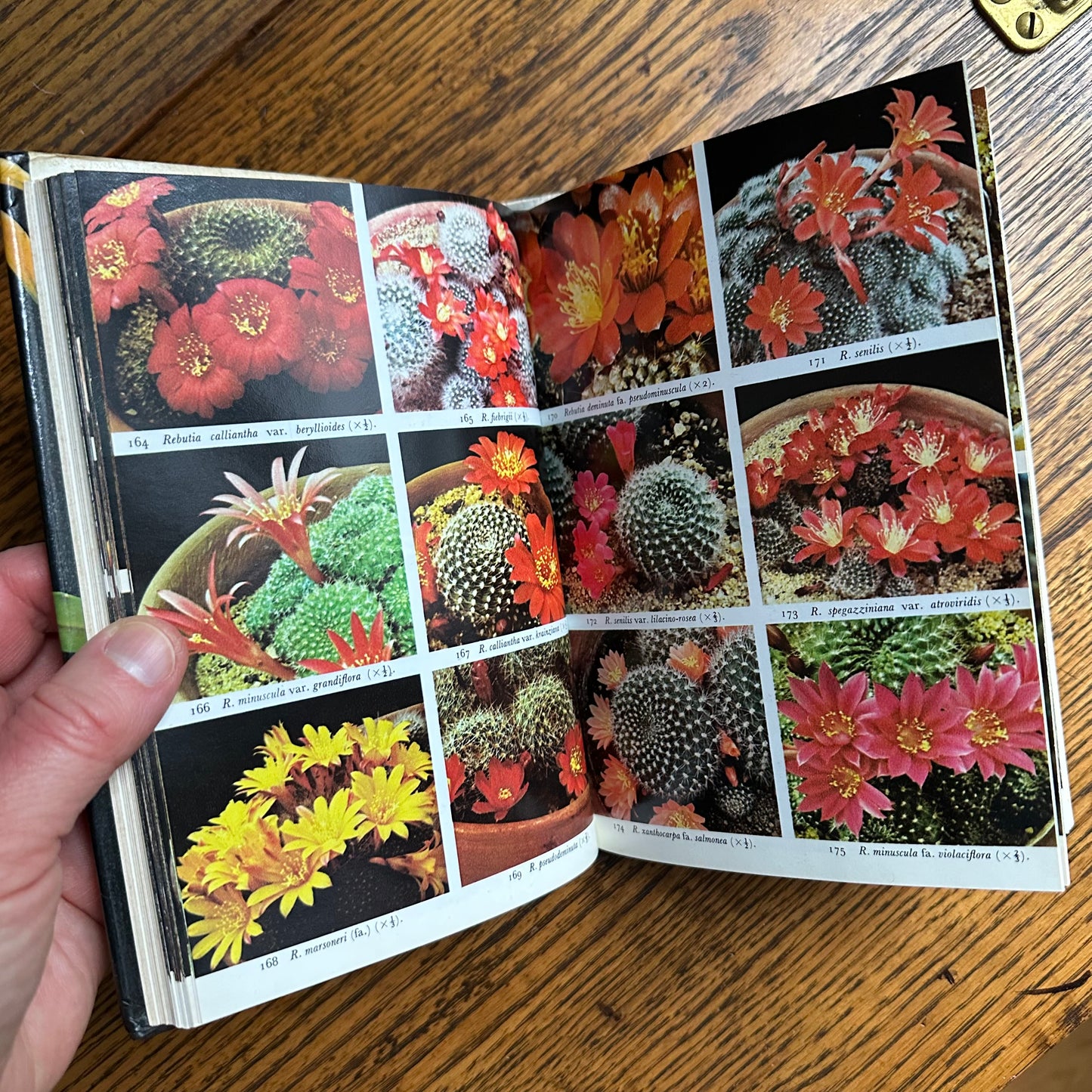 SIGNED 1978 Pocket Encyclopedia of Cacti in Color!