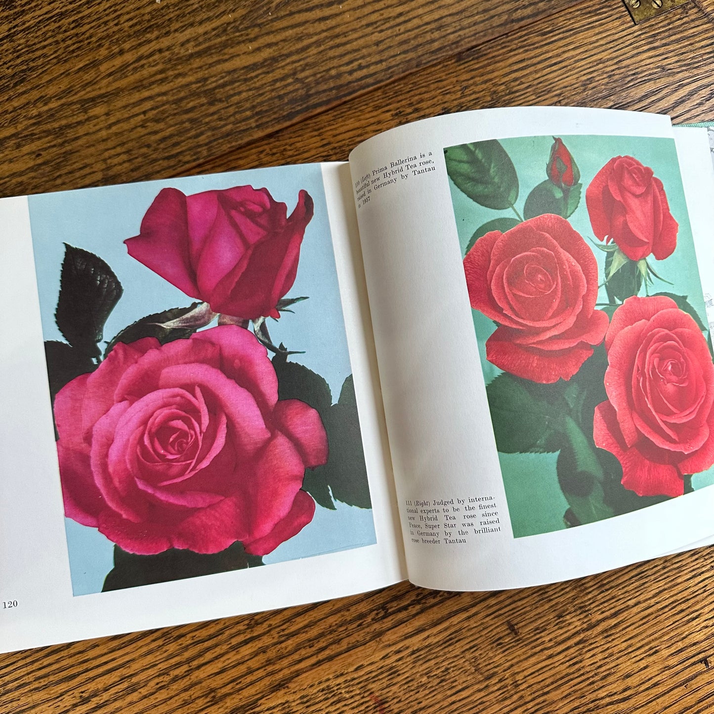 Peter Coats’ Roses: Pleasures and Treasures - 1962