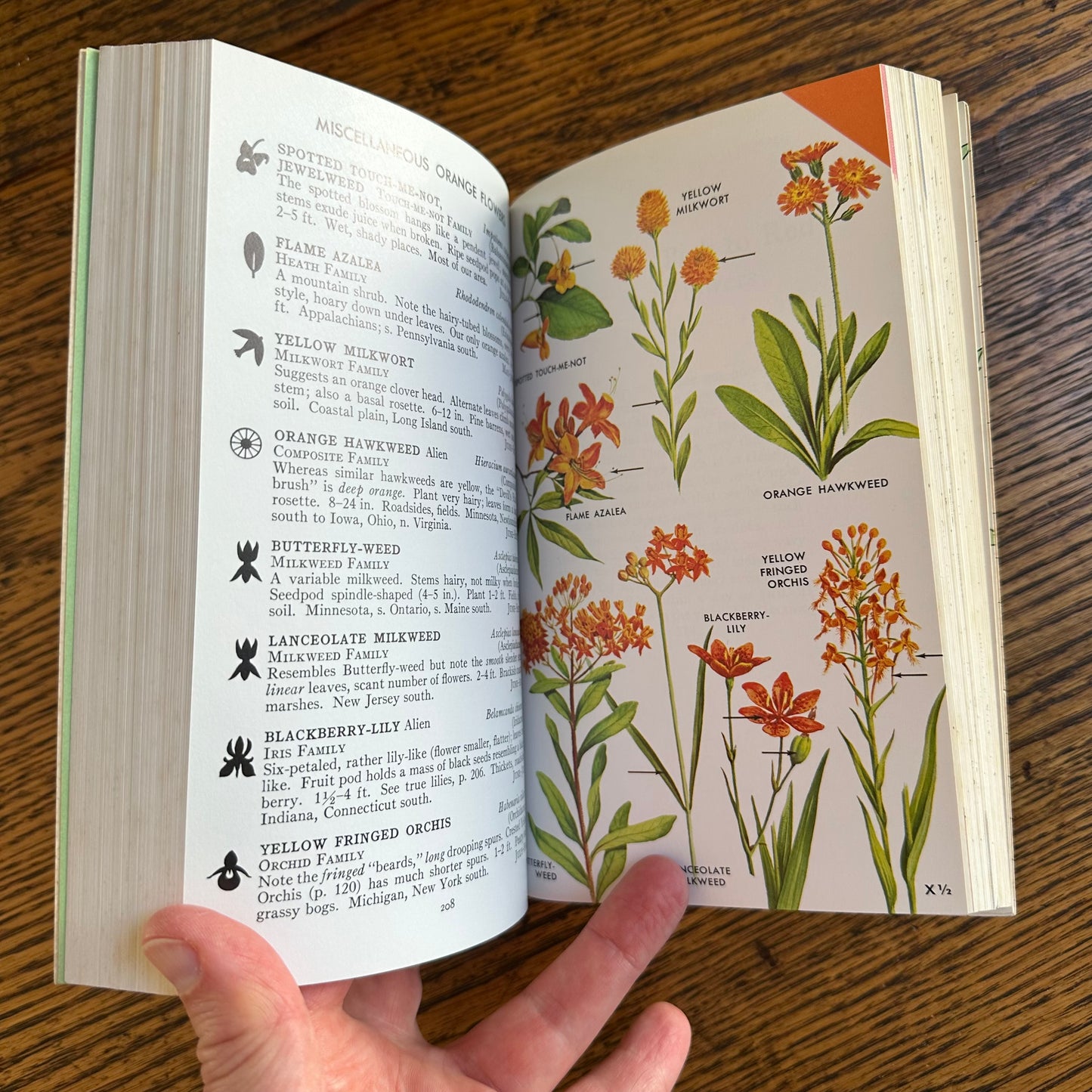 Set of 6 Vintage Peterson Field Guides | Softcover 1970s–80s Nature Books | Birds, Ferns, Wildflowers, Shells, Stars, Rocks