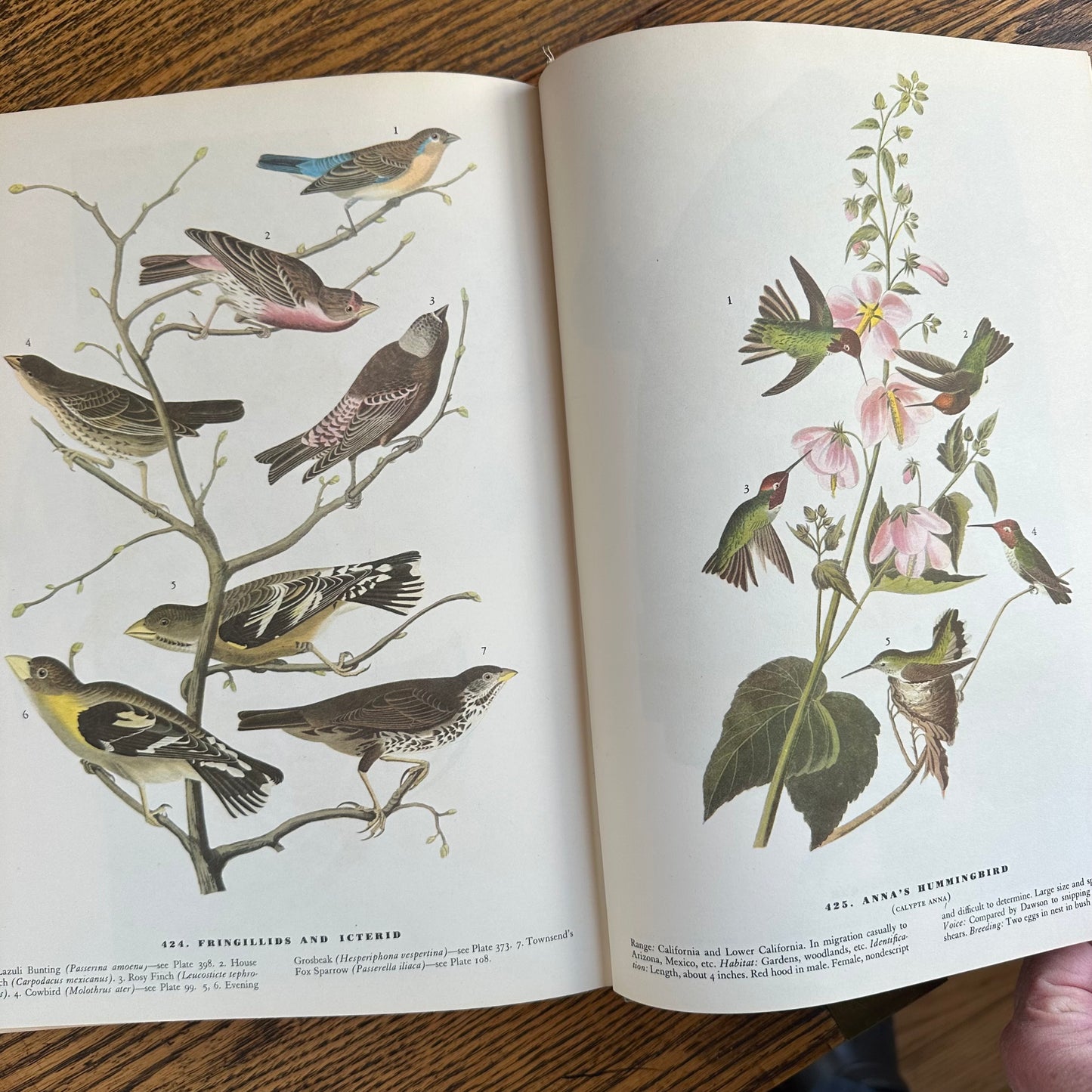 John James Audubon’s Birds of America - 1953