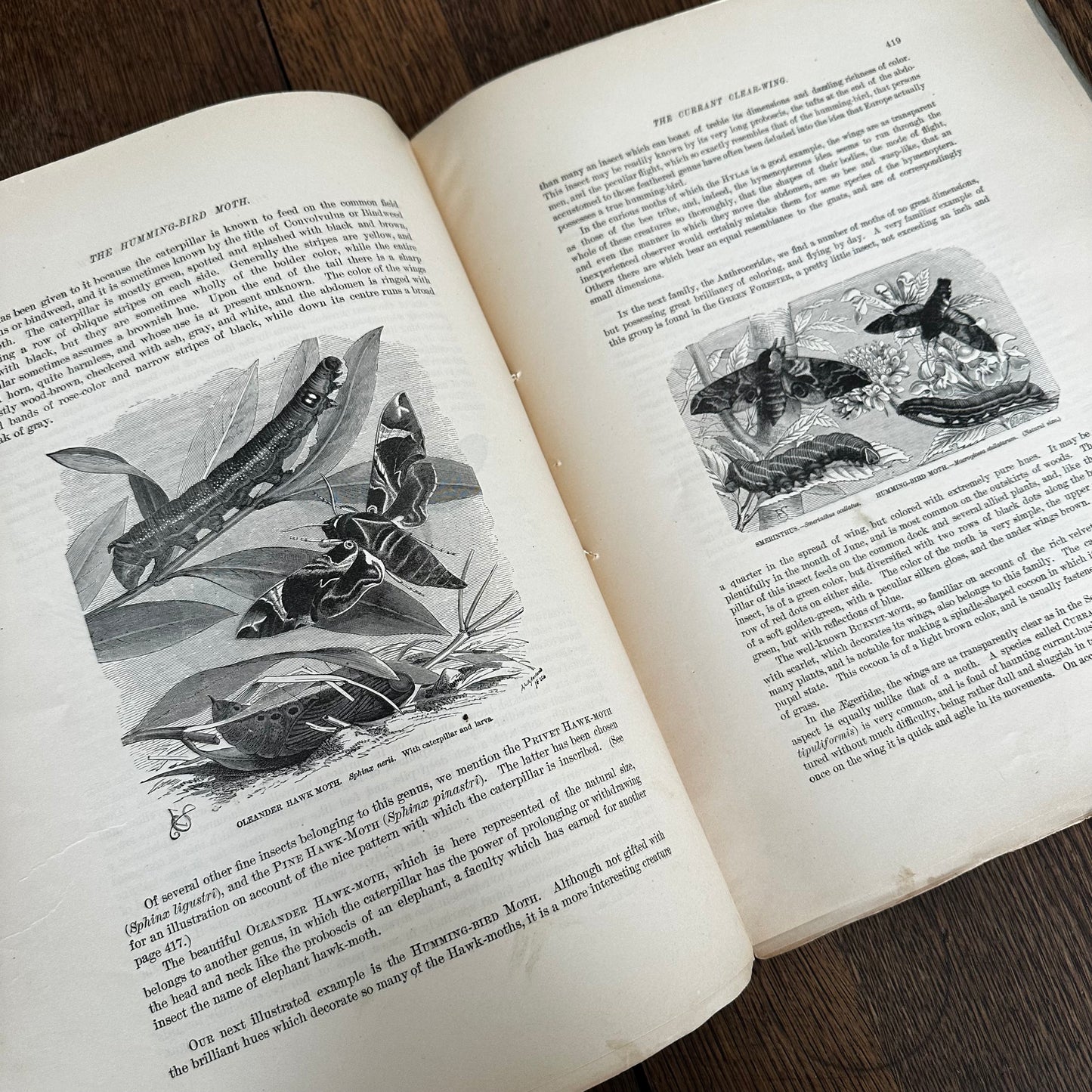 Complete 60-Part Set — Animate Creation: A Popular Edition of Our Living World, 1885-1898