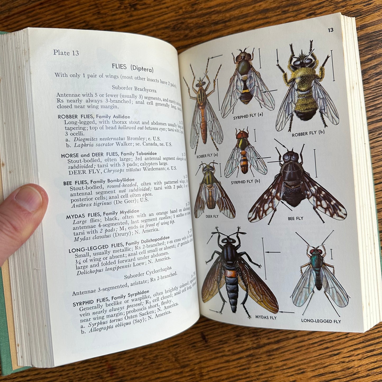 A Collection of 13 Vintage Peterson Field Guides!