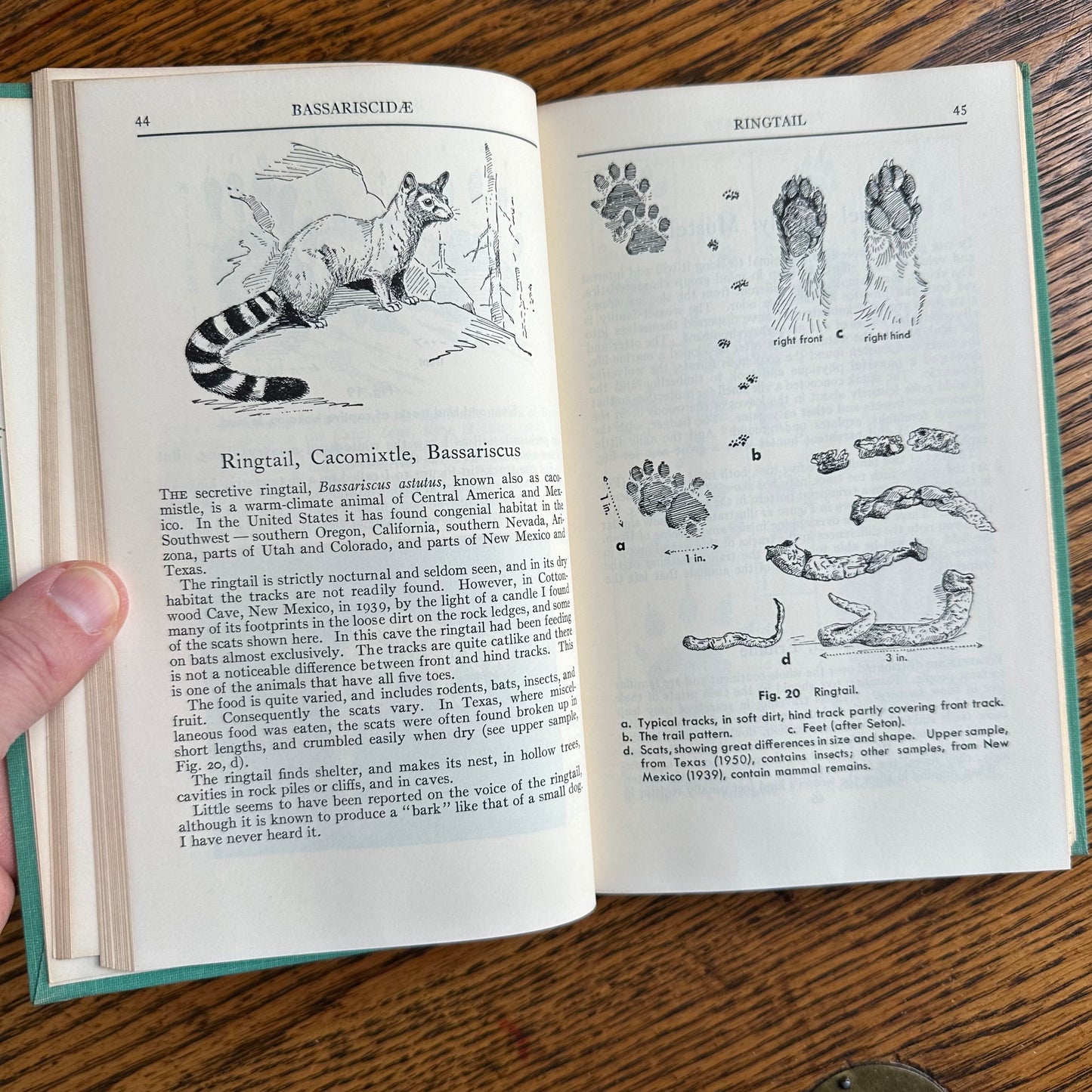 A Collection of 13 Vintage Peterson Field Guides!