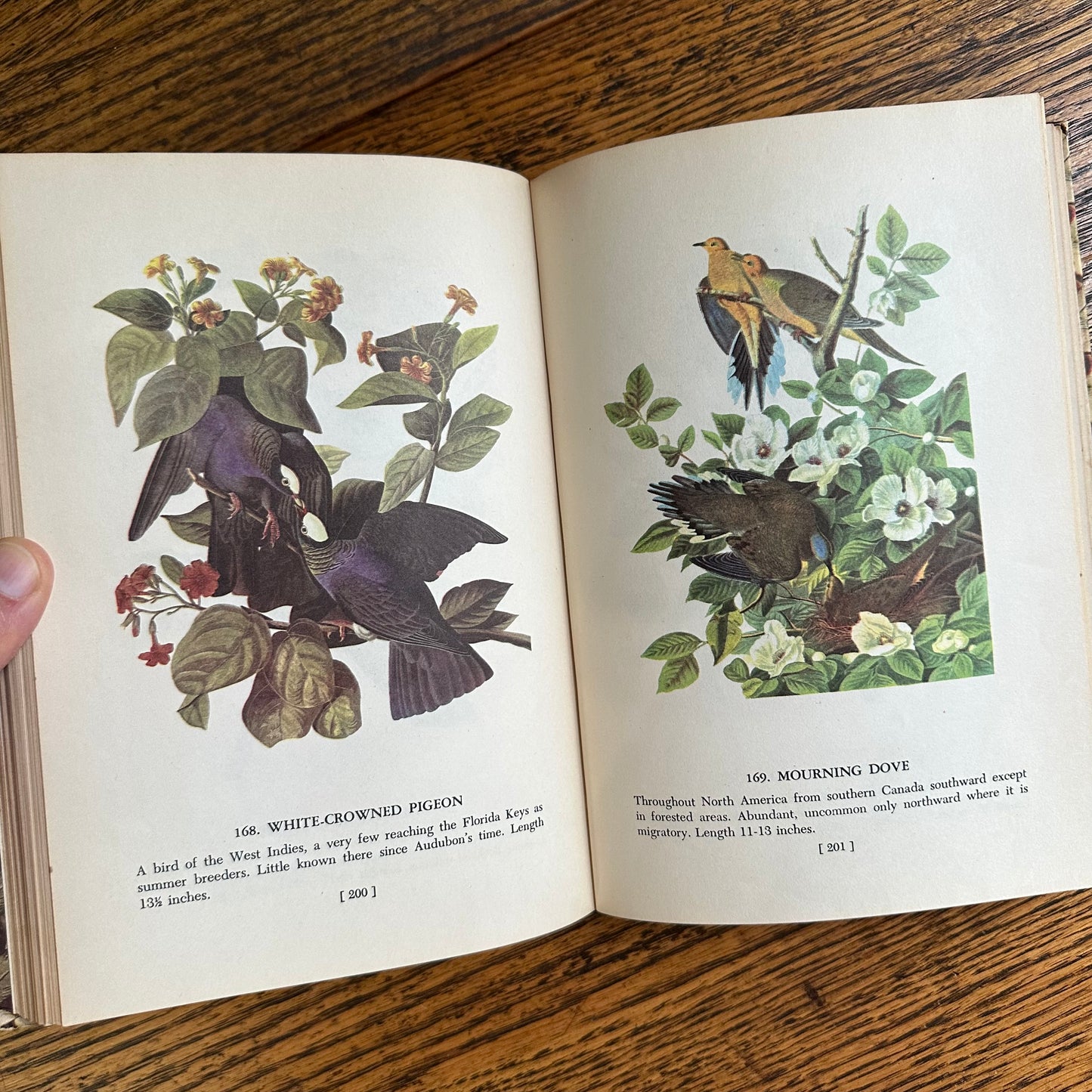 Audubon’s Birds of America - 1950 Popular Edition