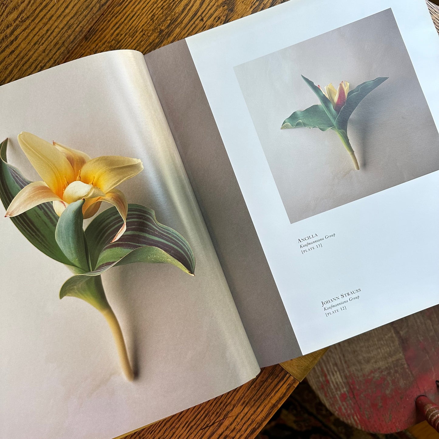 Tulipa: A Photographer’s Botanical, 1999