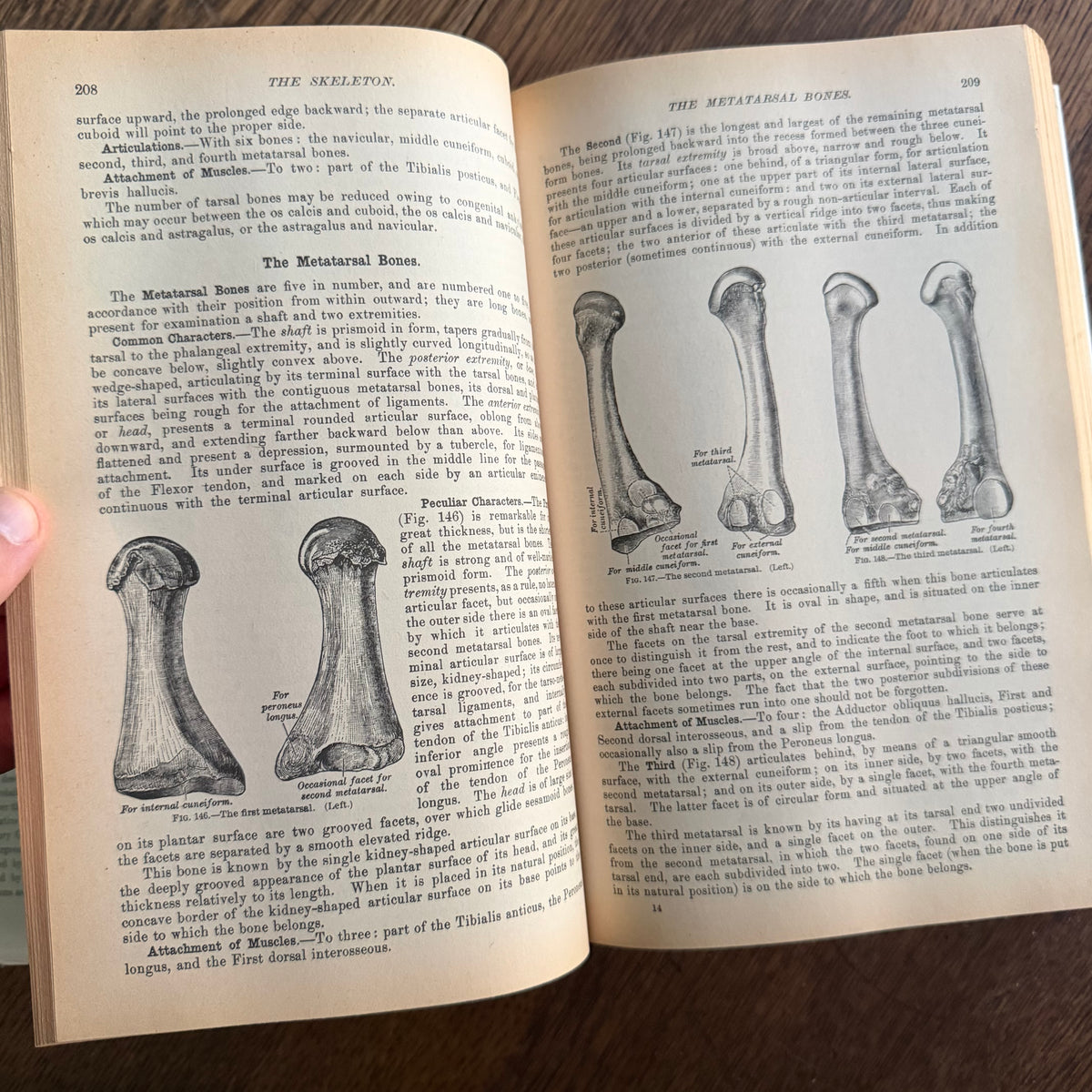 Gray’s Anatomy, 1977 Classic Collector’s Edition — Henry Gray, Descriptive & Surgical Anatomy | Bounty Books Hardcover, 780 Illustrations