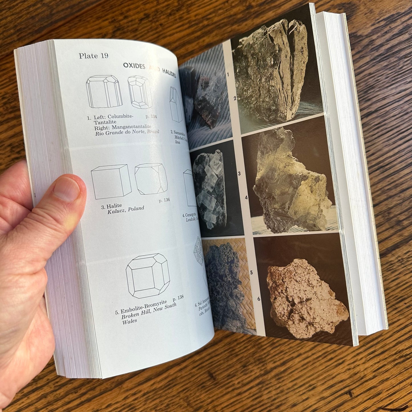 Set of 6 Vintage Peterson Field Guides | Softcover 1970s–80s Nature Books | Birds, Ferns, Wildflowers, Shells, Stars, Rocks