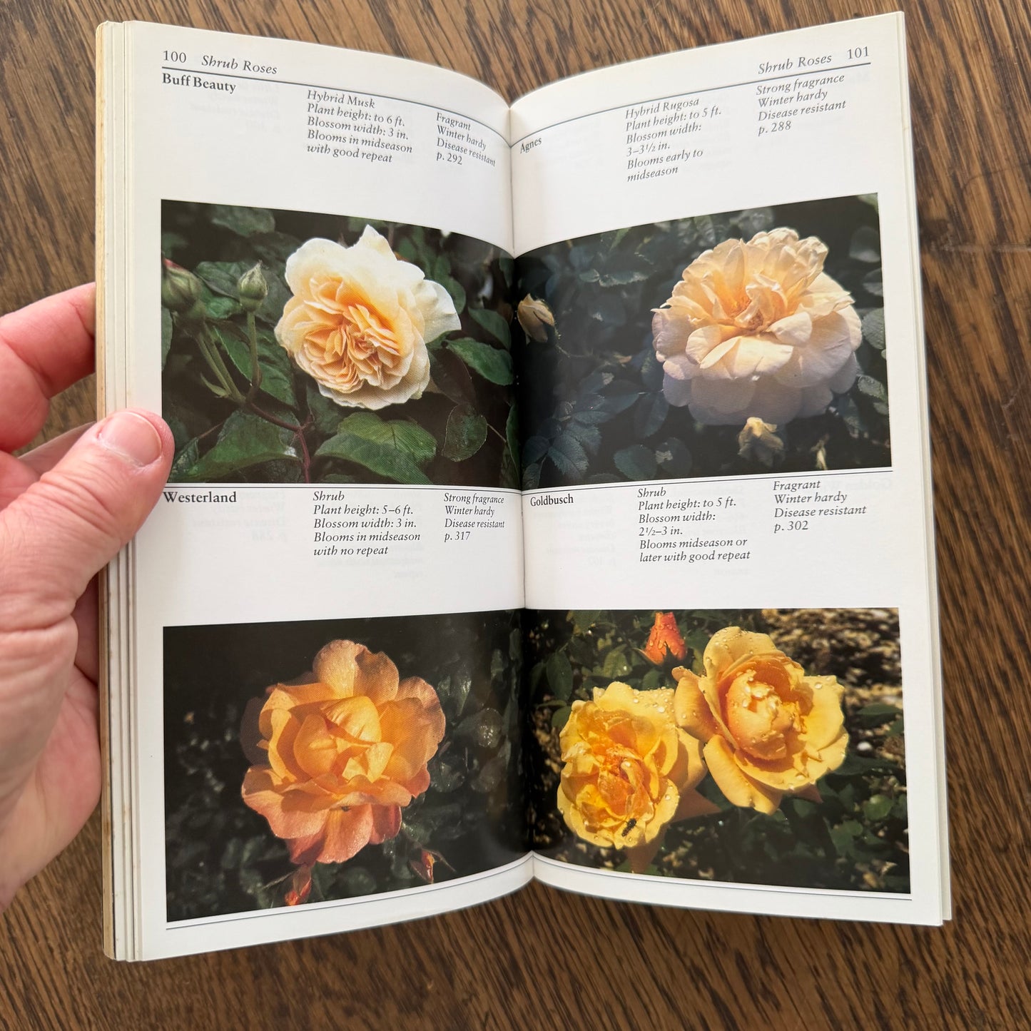 Taylor’s Guides to Gardening Set of 10 | Houghton Mifflin 1986–1996 | Bulbs Roses Herbs Houseplants Garden Design | Vintage Gardening Books