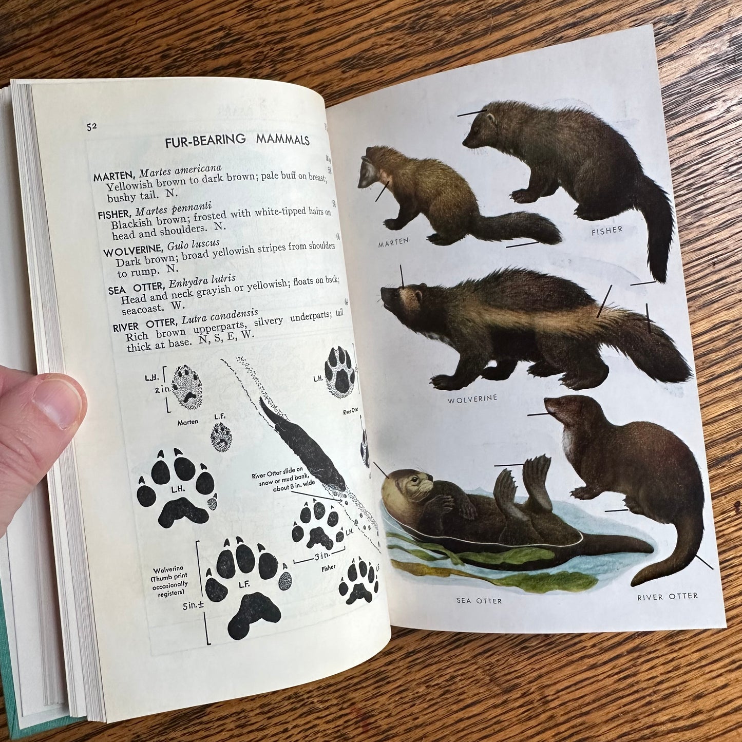 A Collection of 13 Vintage Peterson Field Guides!