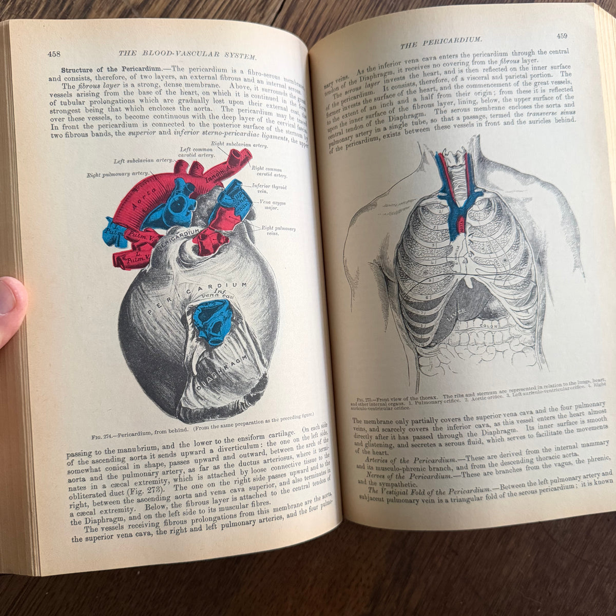 Gray’s Anatomy, 1977 Classic Collector’s Edition — Henry Gray, Descriptive & Surgical Anatomy | Bounty Books Hardcover, 780 Illustrations