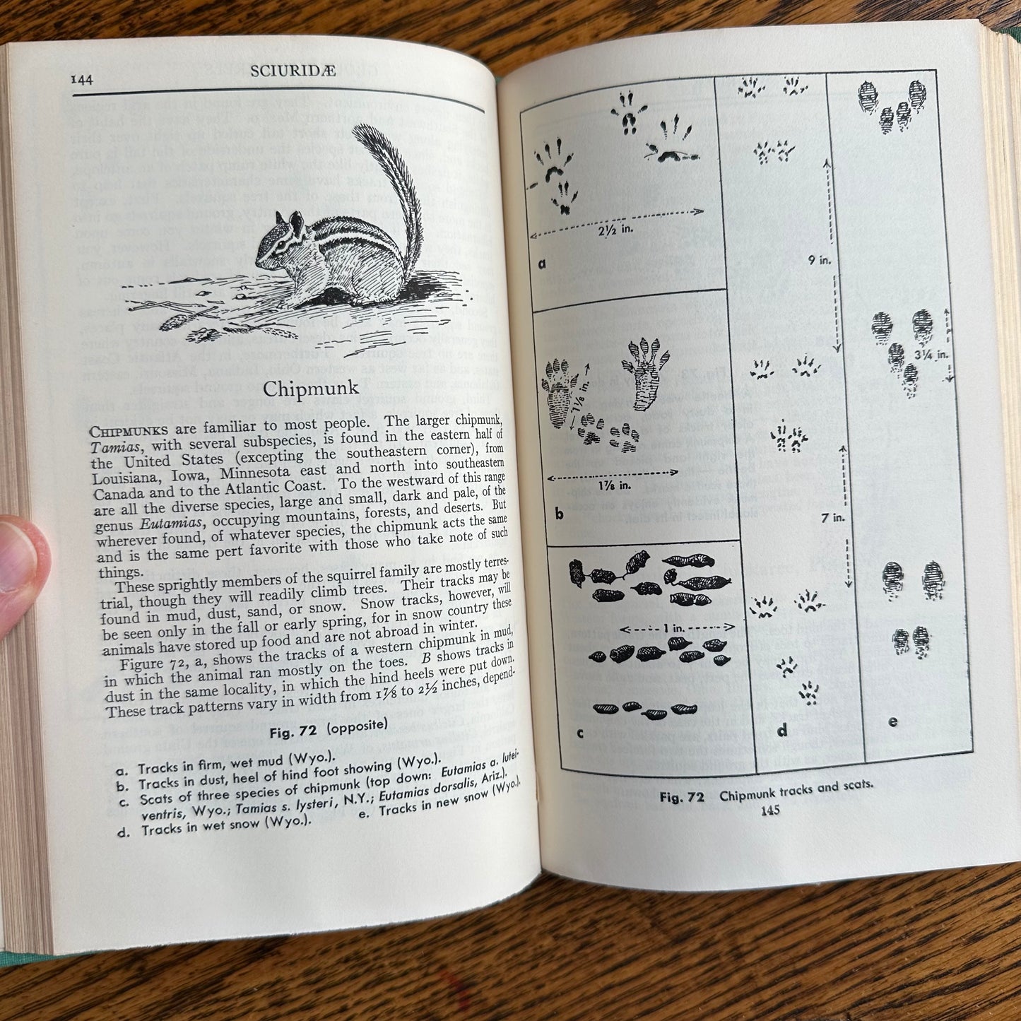 A Collection of 13 Vintage Peterson Field Guides!