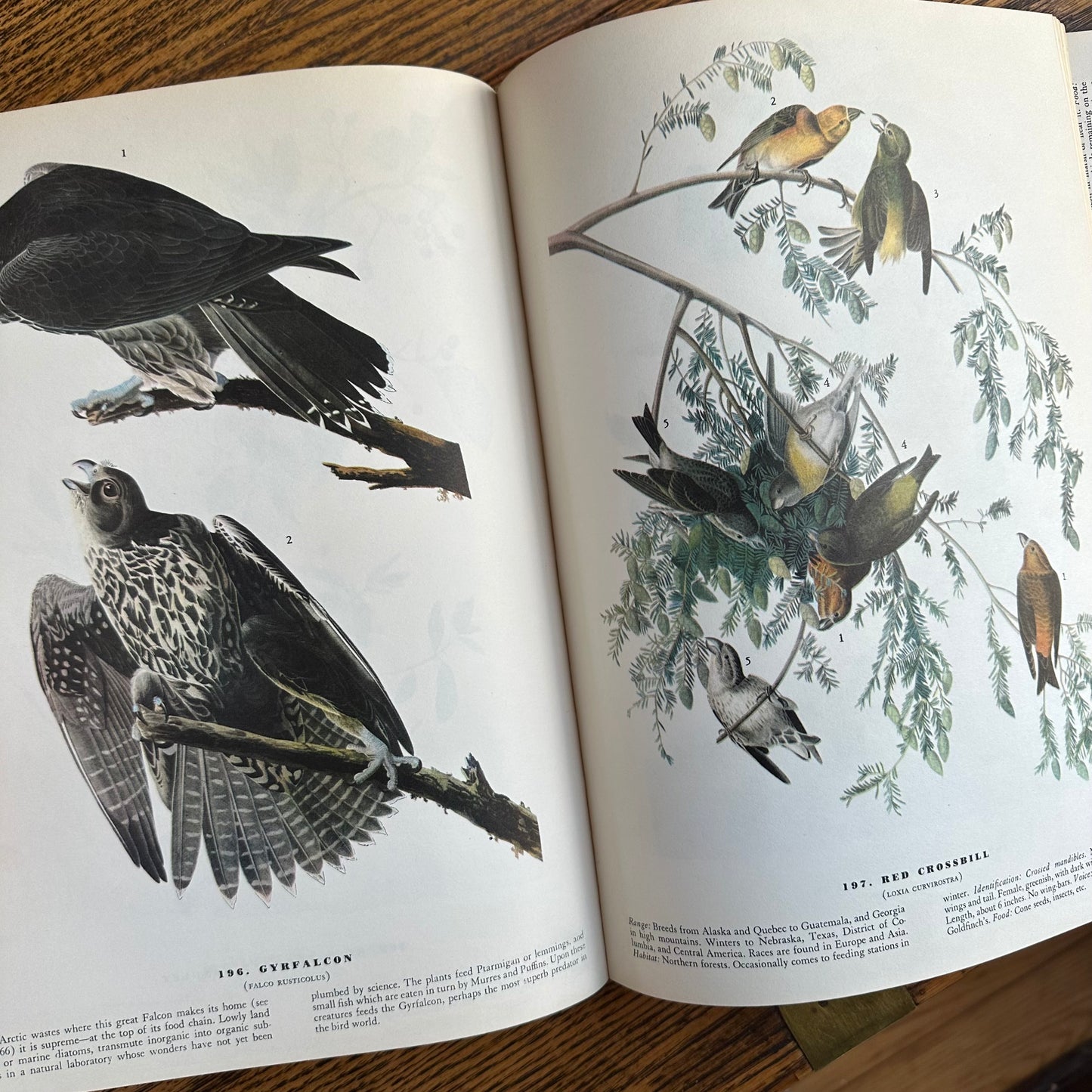 John James Audubon’s Birds of America - 1953