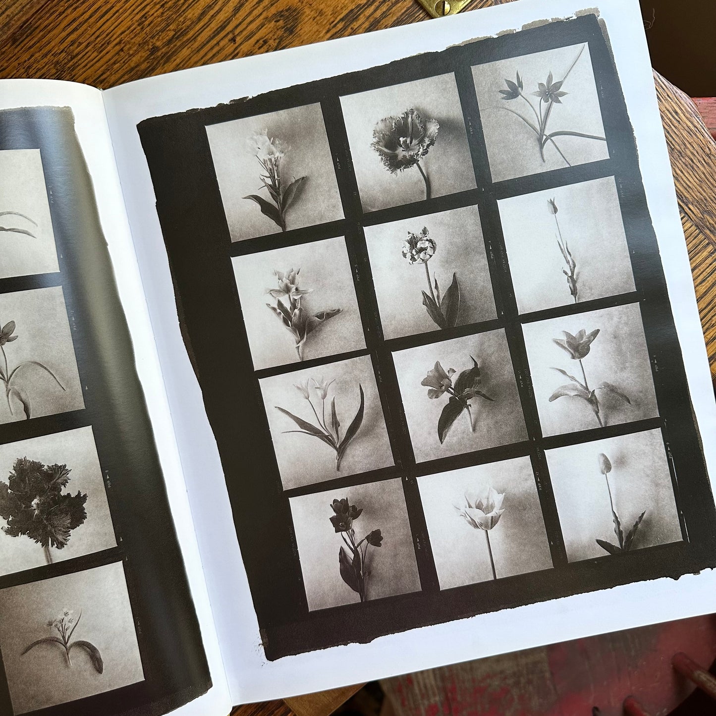 Tulipa: A Photographer’s Botanical, 1999