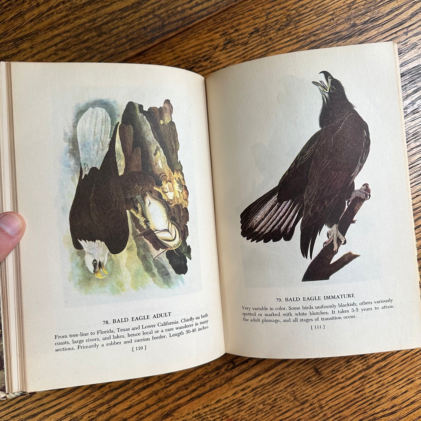Audubon’s Birds of America - 1950 Popular Edition