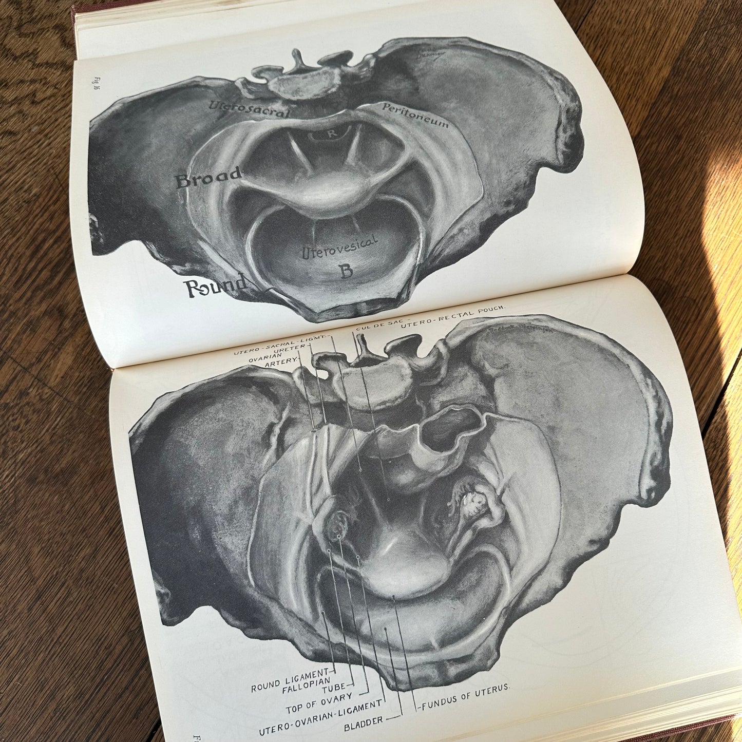 Human Sex Anatomy: A Topographical Hand Atlas, 1949