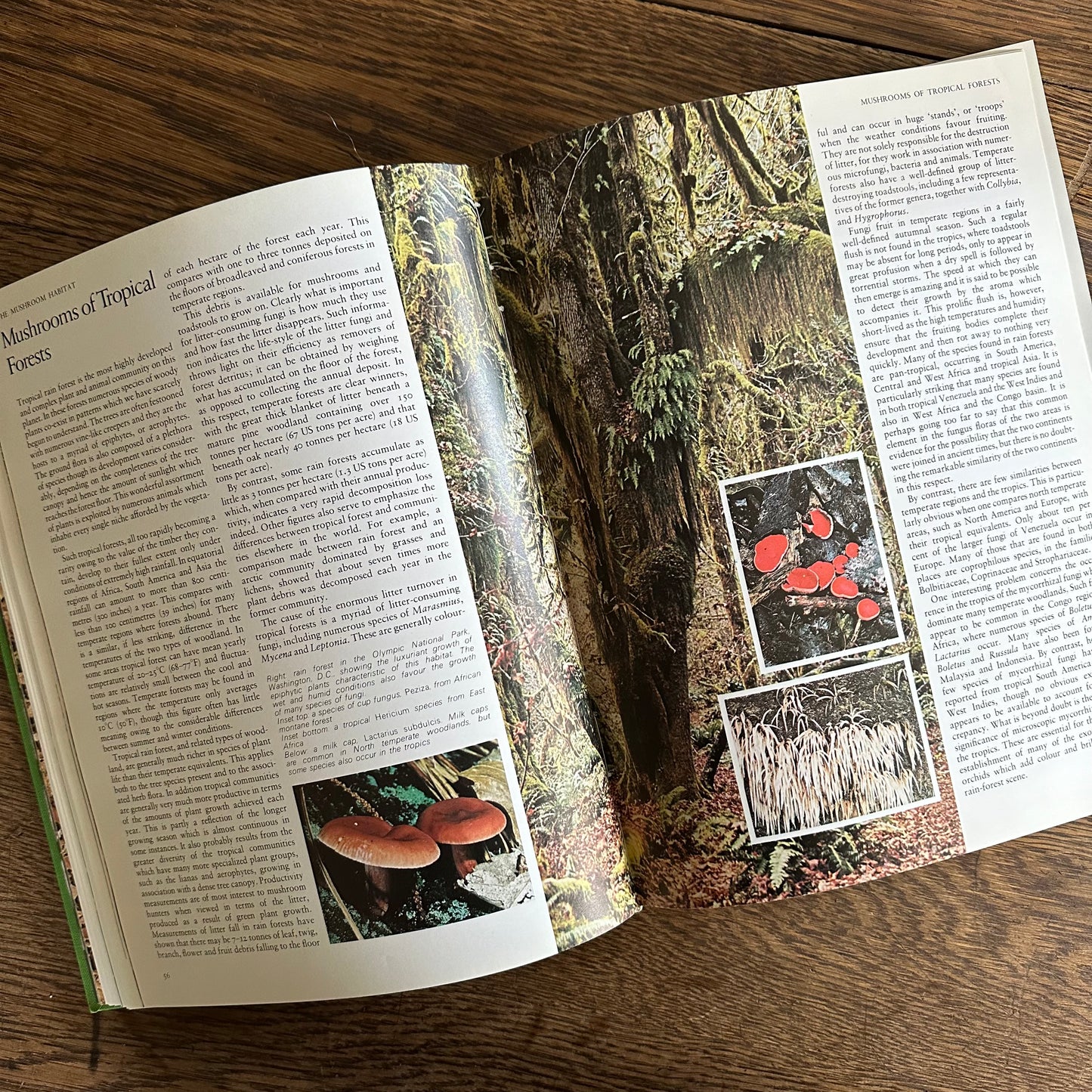 The Encyclopedia of Mushrooms, 1979